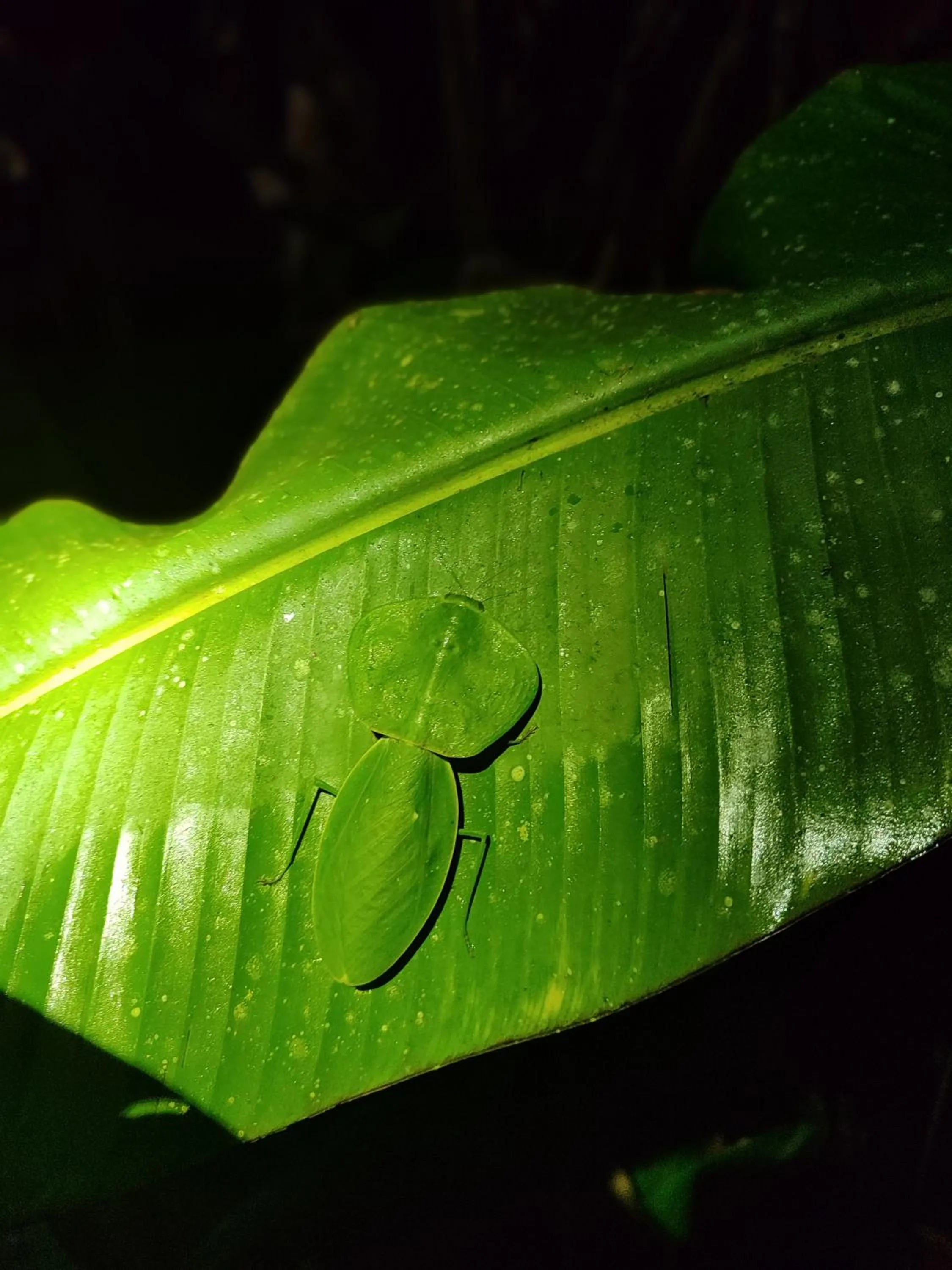 Night in Mindo Garden Lodge and Wildlife Reserve