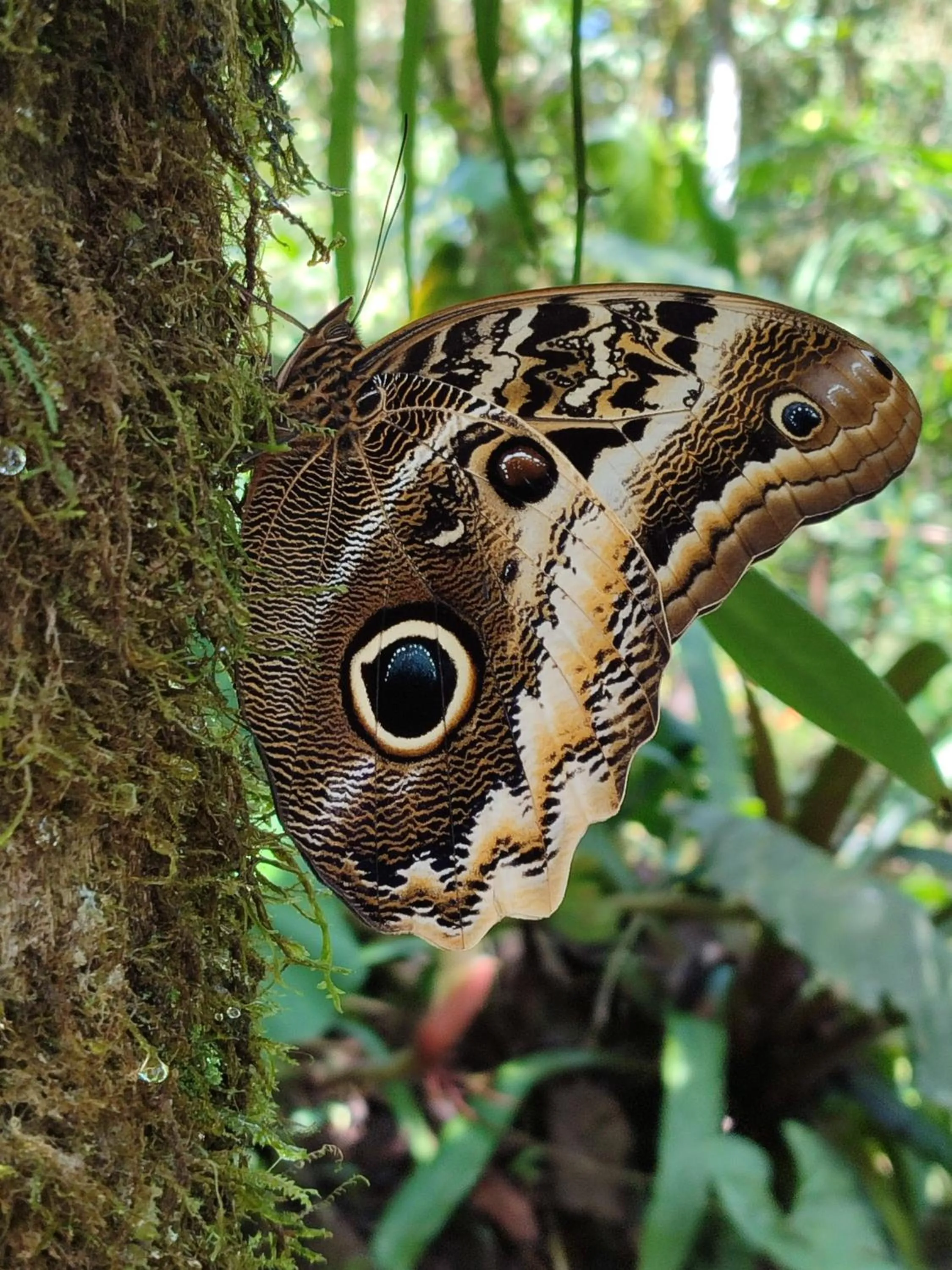 Natural landscape in Mindo Garden Lodge and Wildlife Reserve