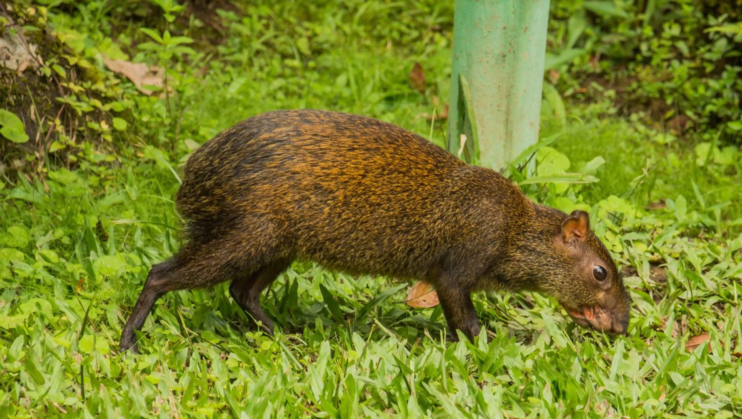 Animals in Mindo Garden Lodge and Wildlife Reserve