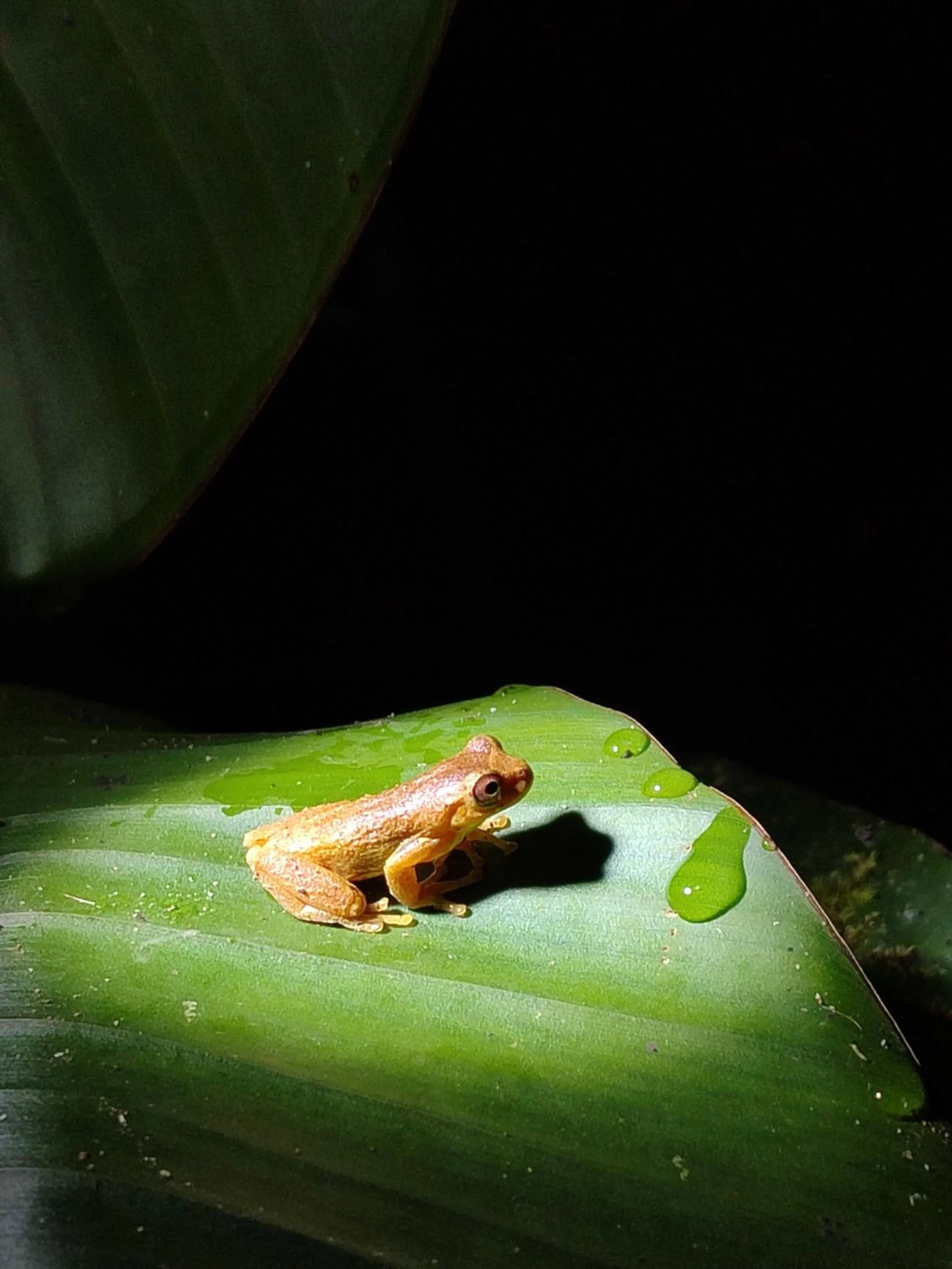 Animals in Mindo Garden Lodge and Wildlife Reserve
