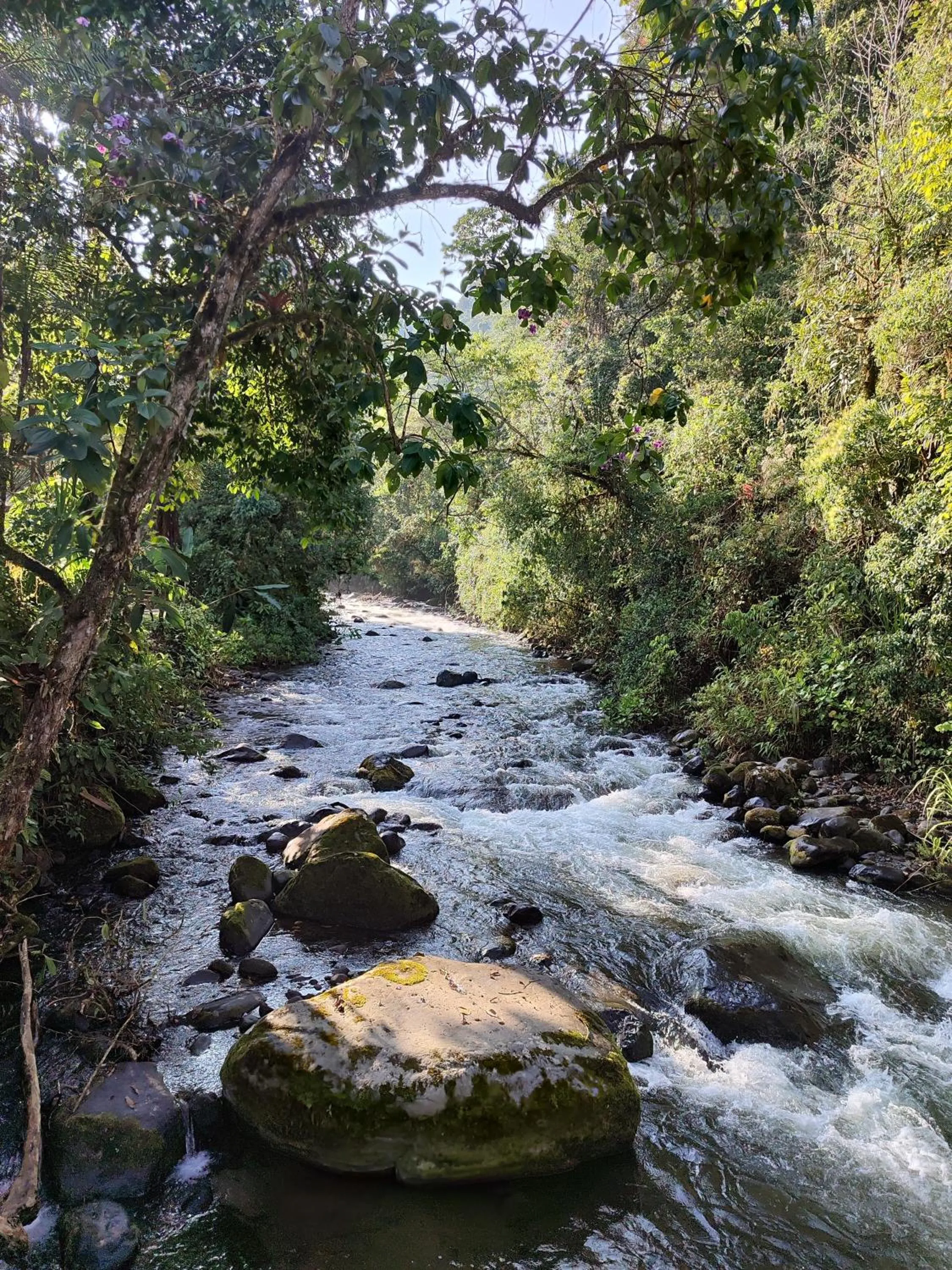 Natural landscape in Mindo Garden Lodge and Wildlife Reserve