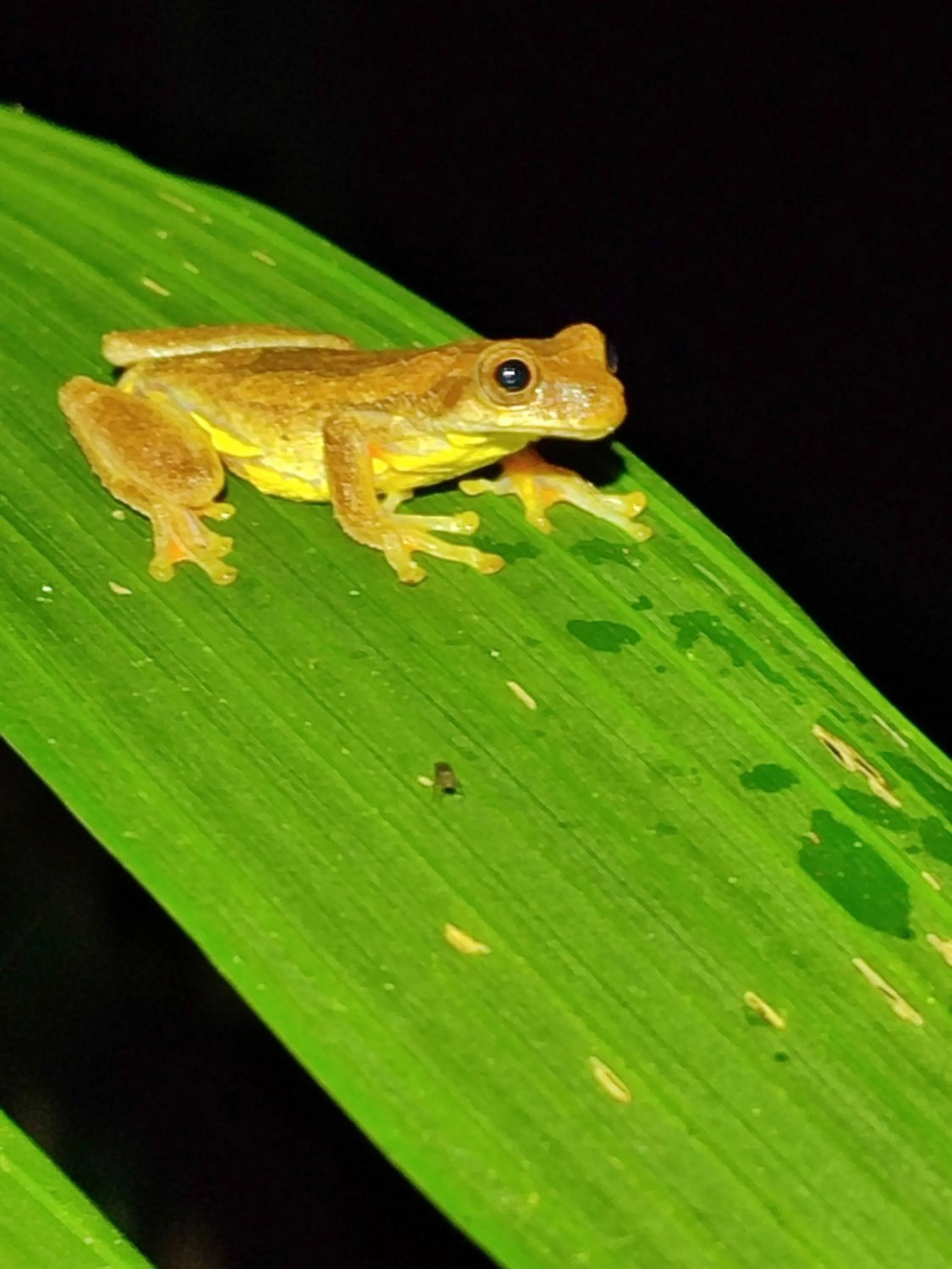 Night in Mindo Garden Lodge and Wildlife Reserve