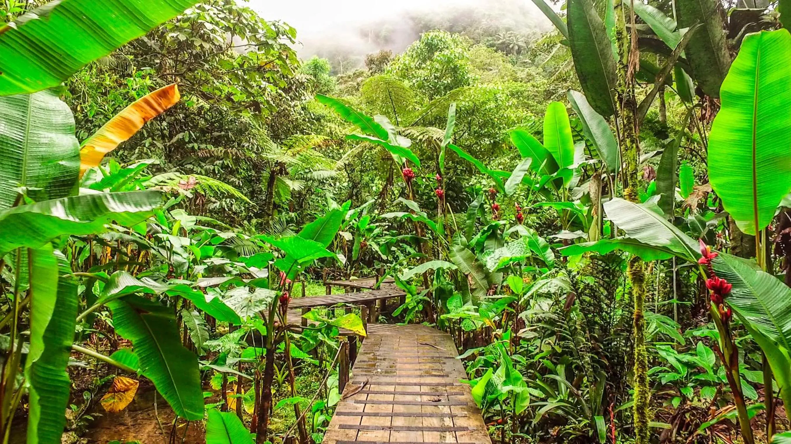 Natural landscape in Mindo Garden Lodge and Wildlife Reserve