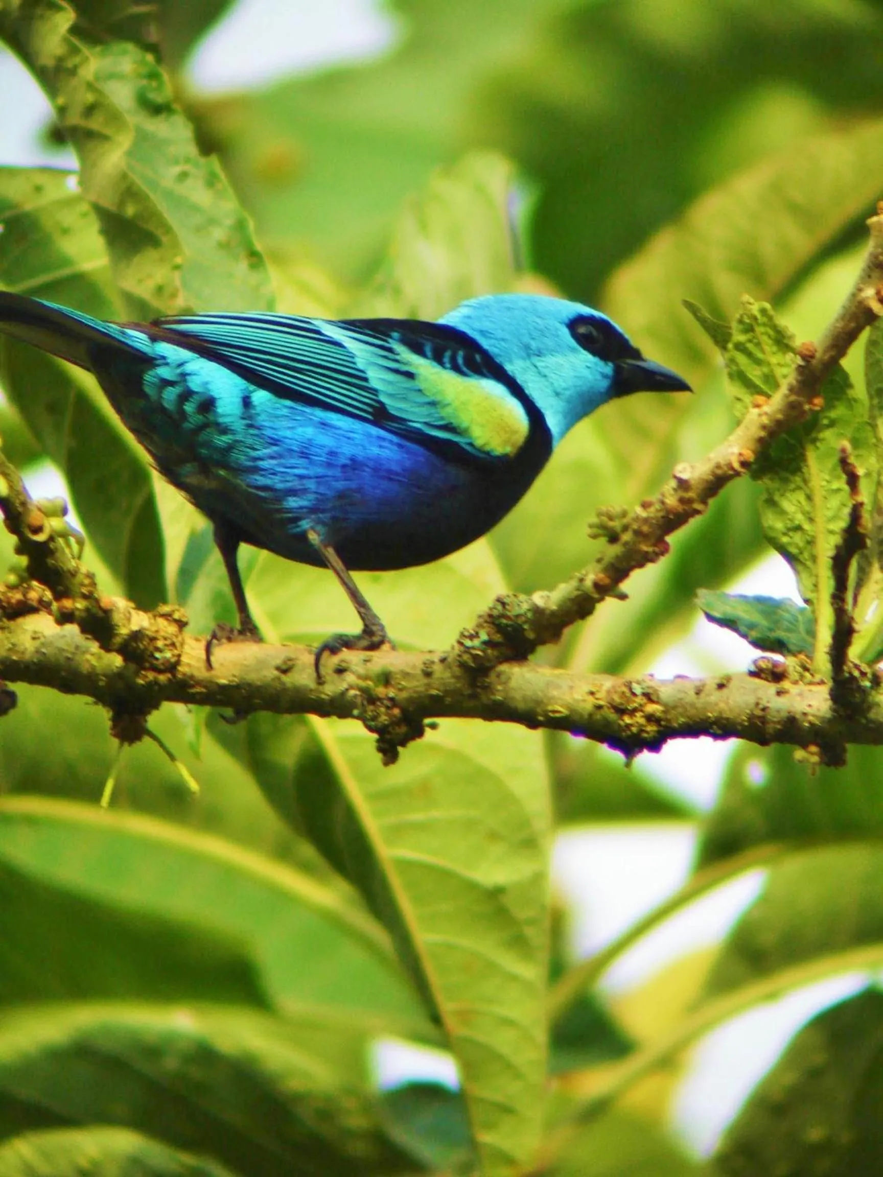 Animals in Mindo Garden Lodge and Wildlife Reserve