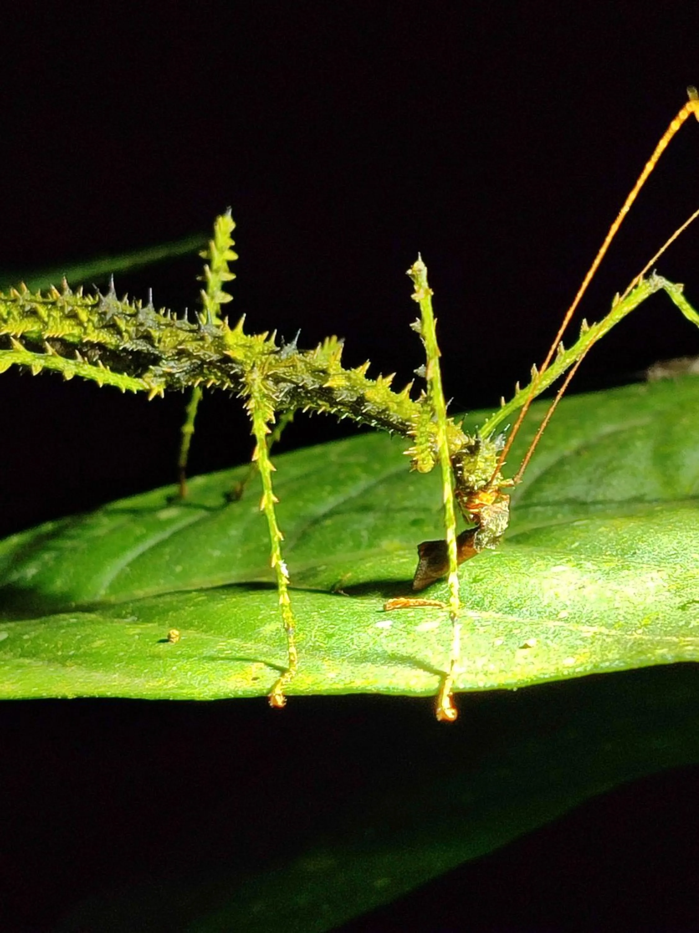 Night in Mindo Garden Lodge and Wildlife Reserve