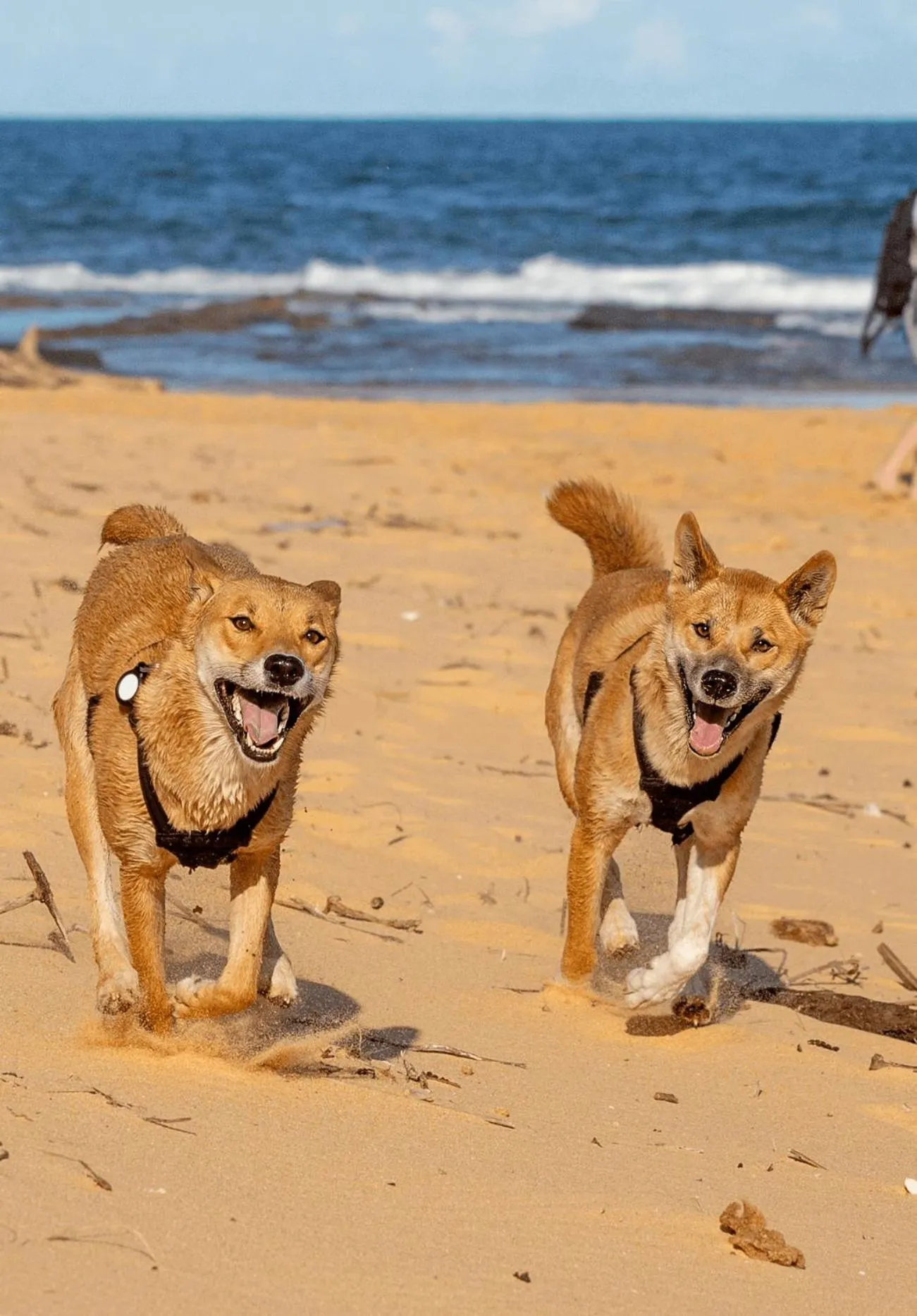 Beach in Best Western Ambassador Motor Lodge