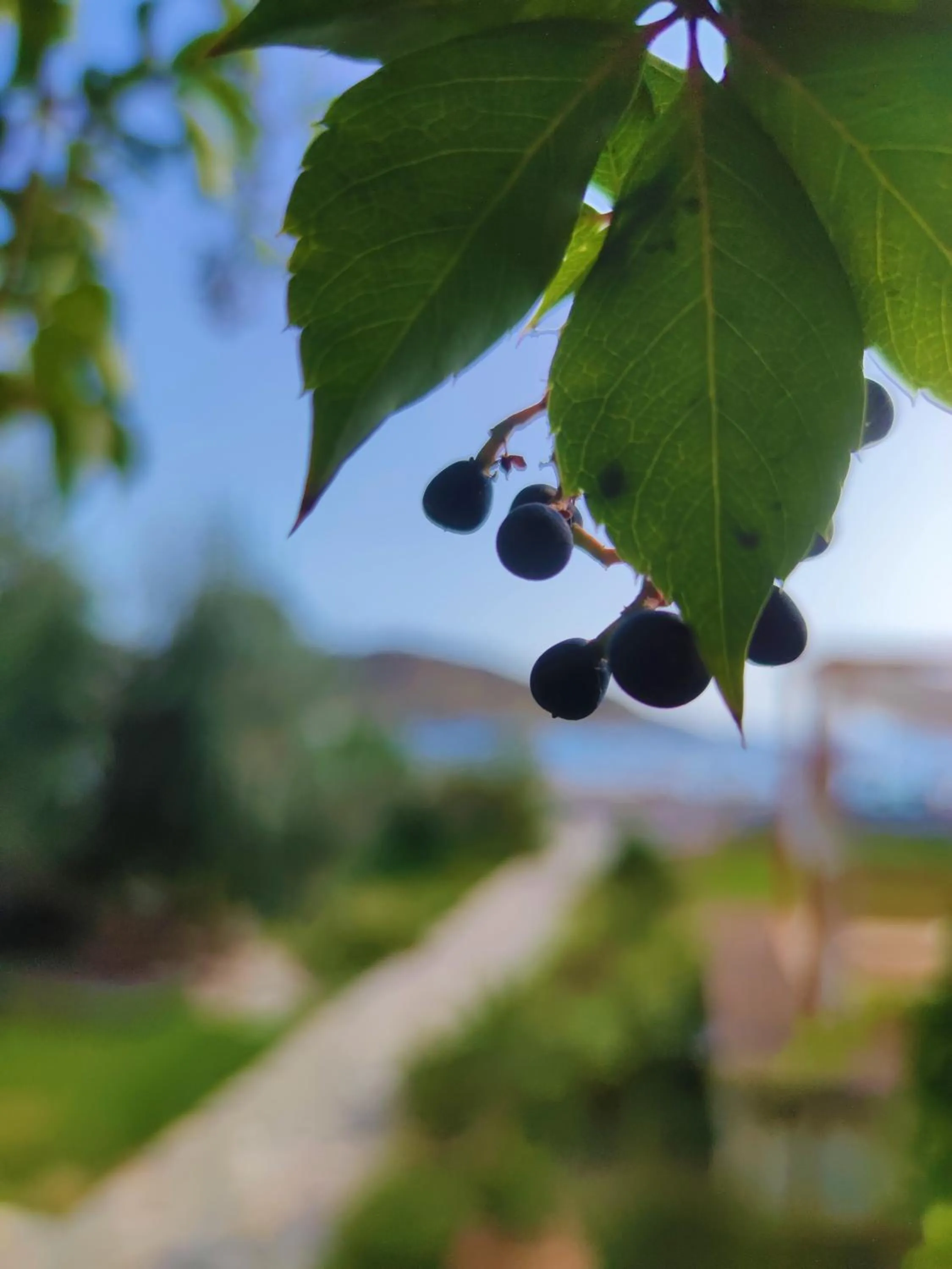 Garden in Nissos Ios