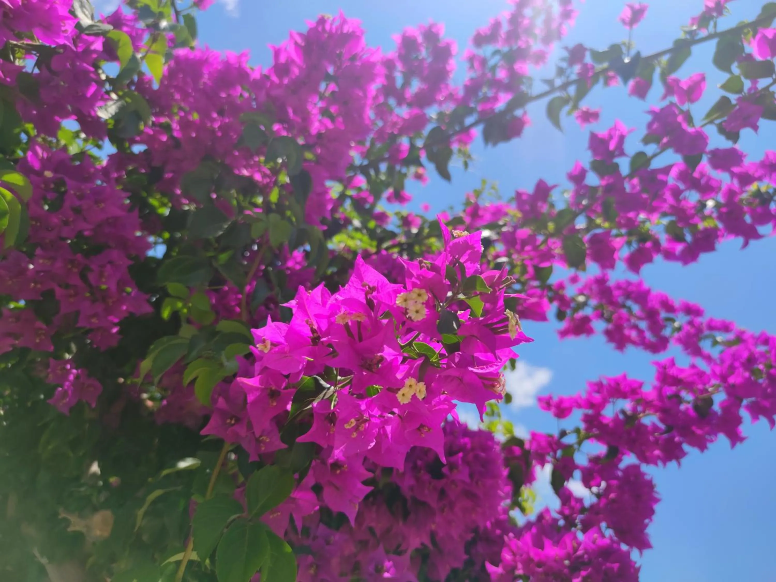 Garden in Nissos Ios