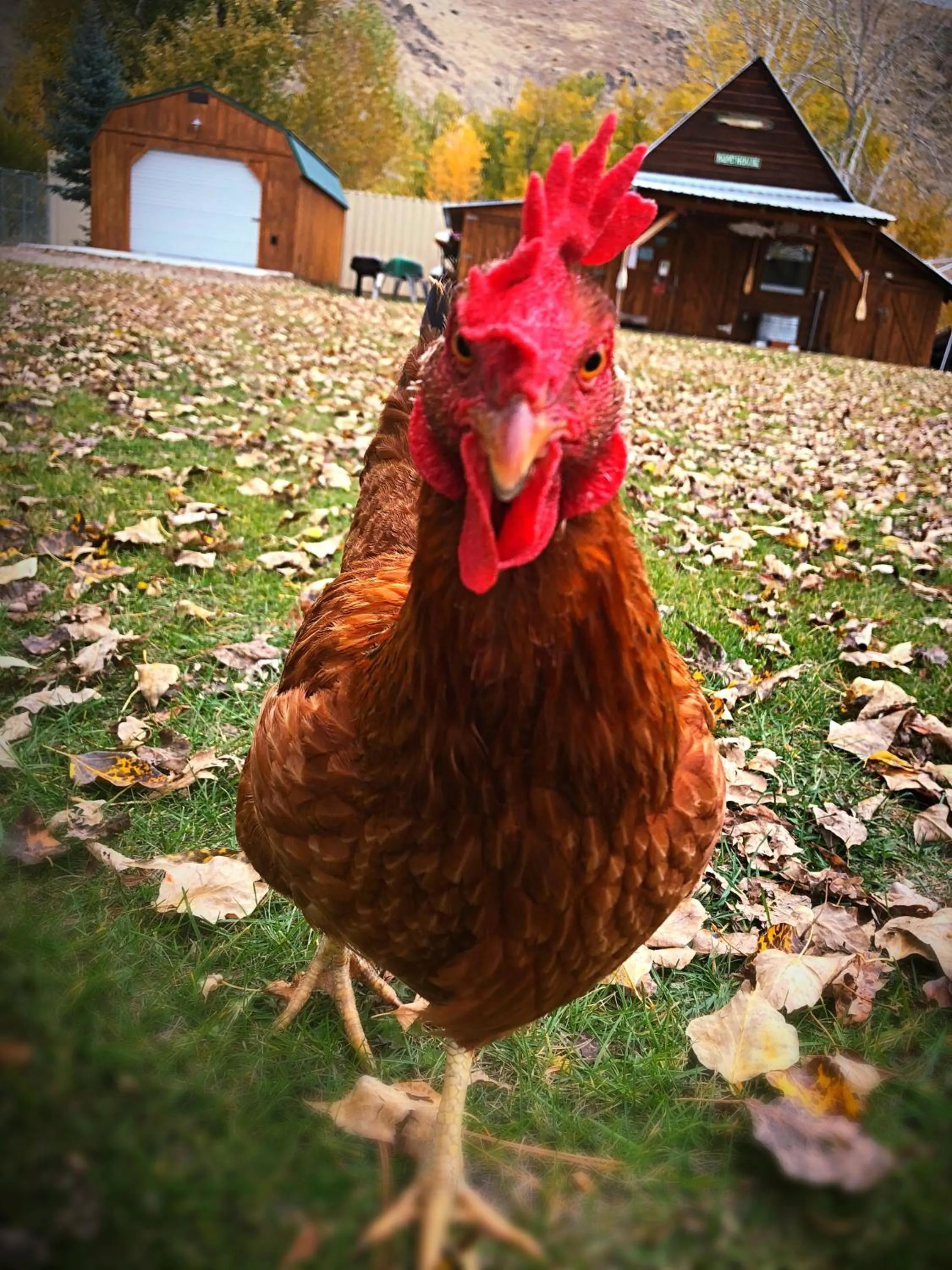 Animals in Hannon House