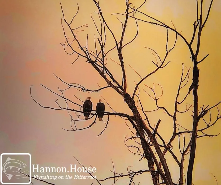 Animals in Hannon House