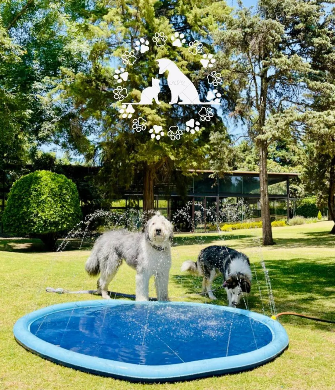 Pets in Hotel Boutique Unico Avandaro