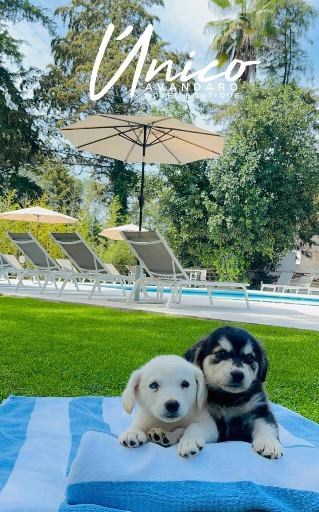 Garden in Hotel Boutique Unico Avandaro