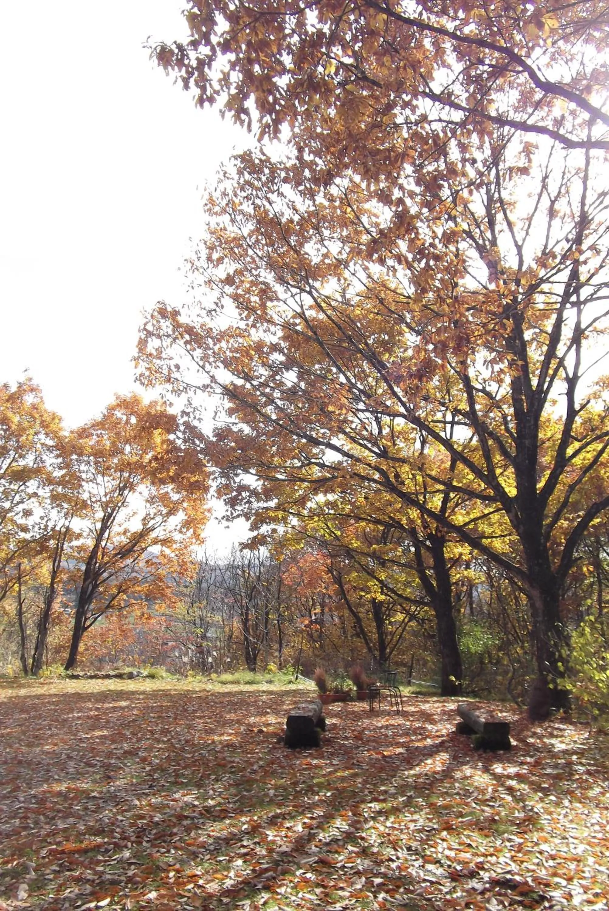 View (from property/room) in Pension Green Lake