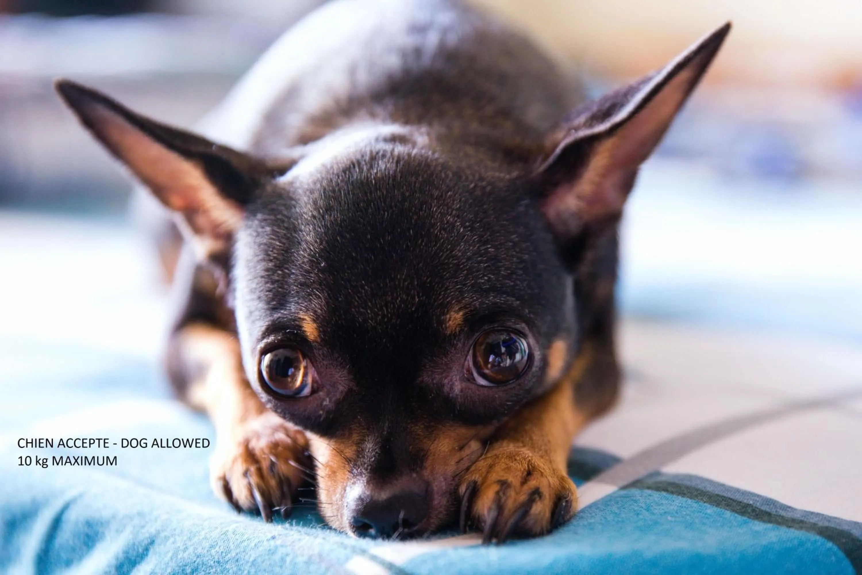 Pets in Kyriad Dol-de-Bretagne