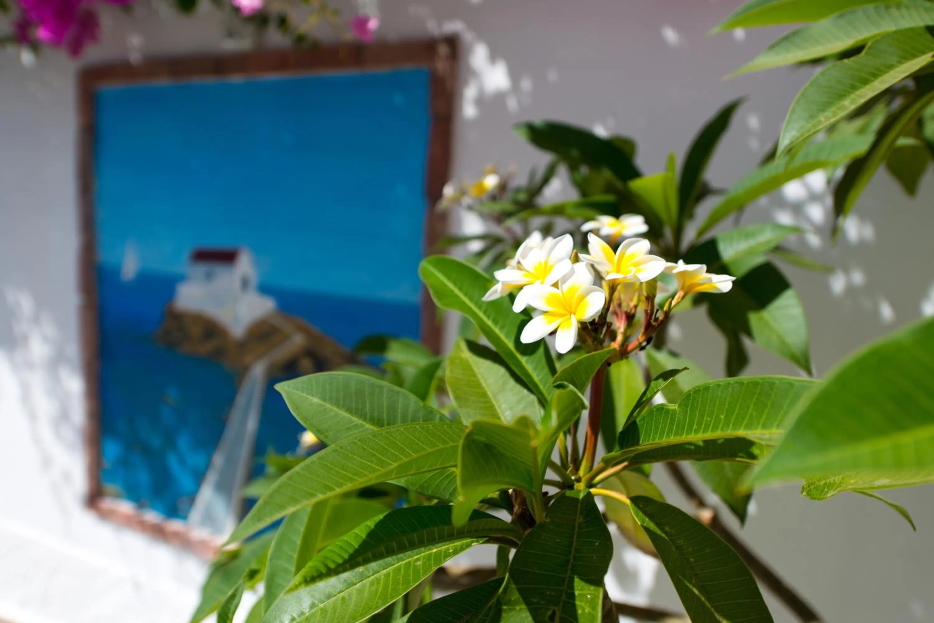 Garden in Saraya Resort