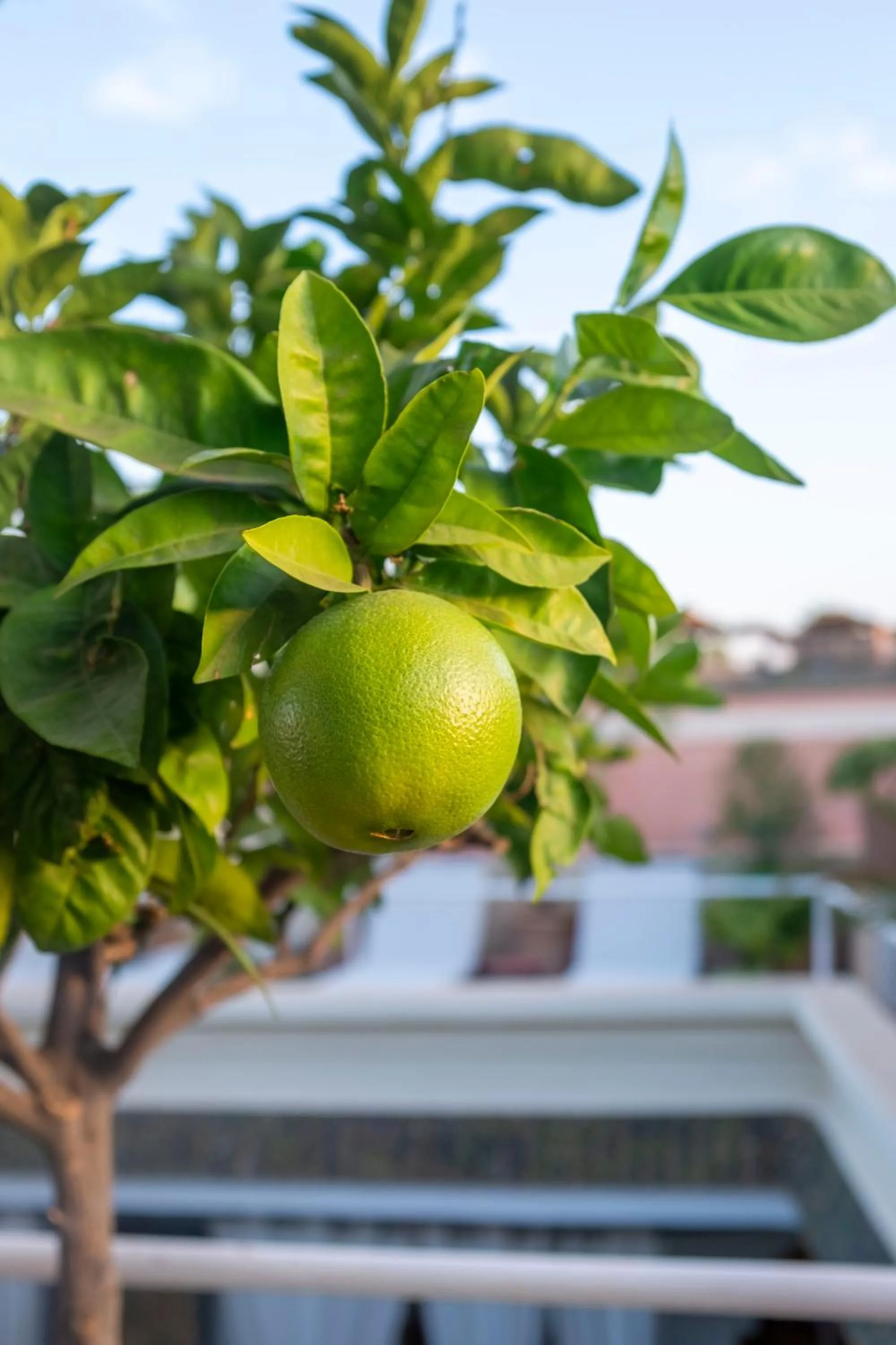 Balcony/Terrace in Riad Le Coq Berbère