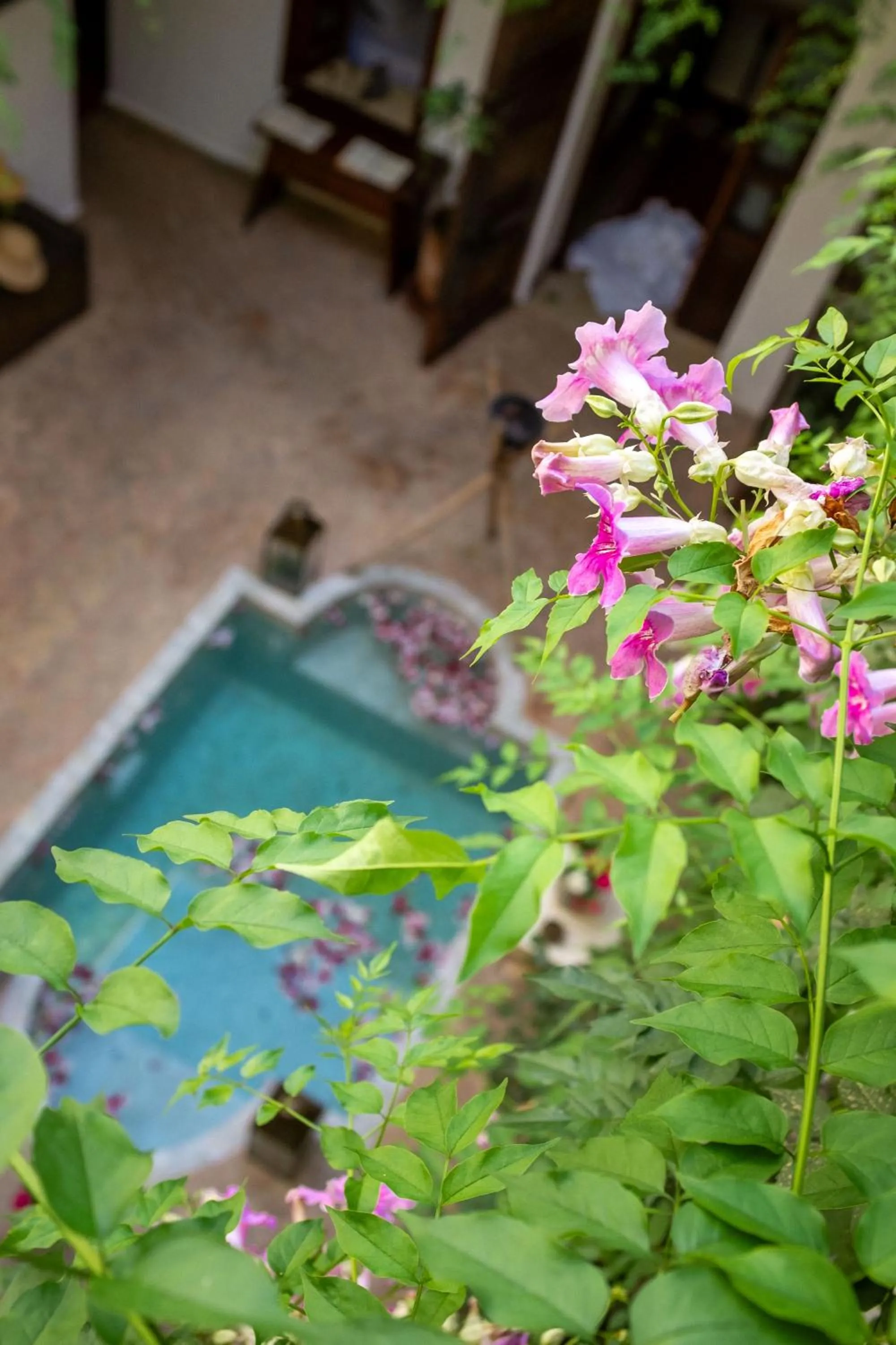 Patio in Riad Le Coq Berbère