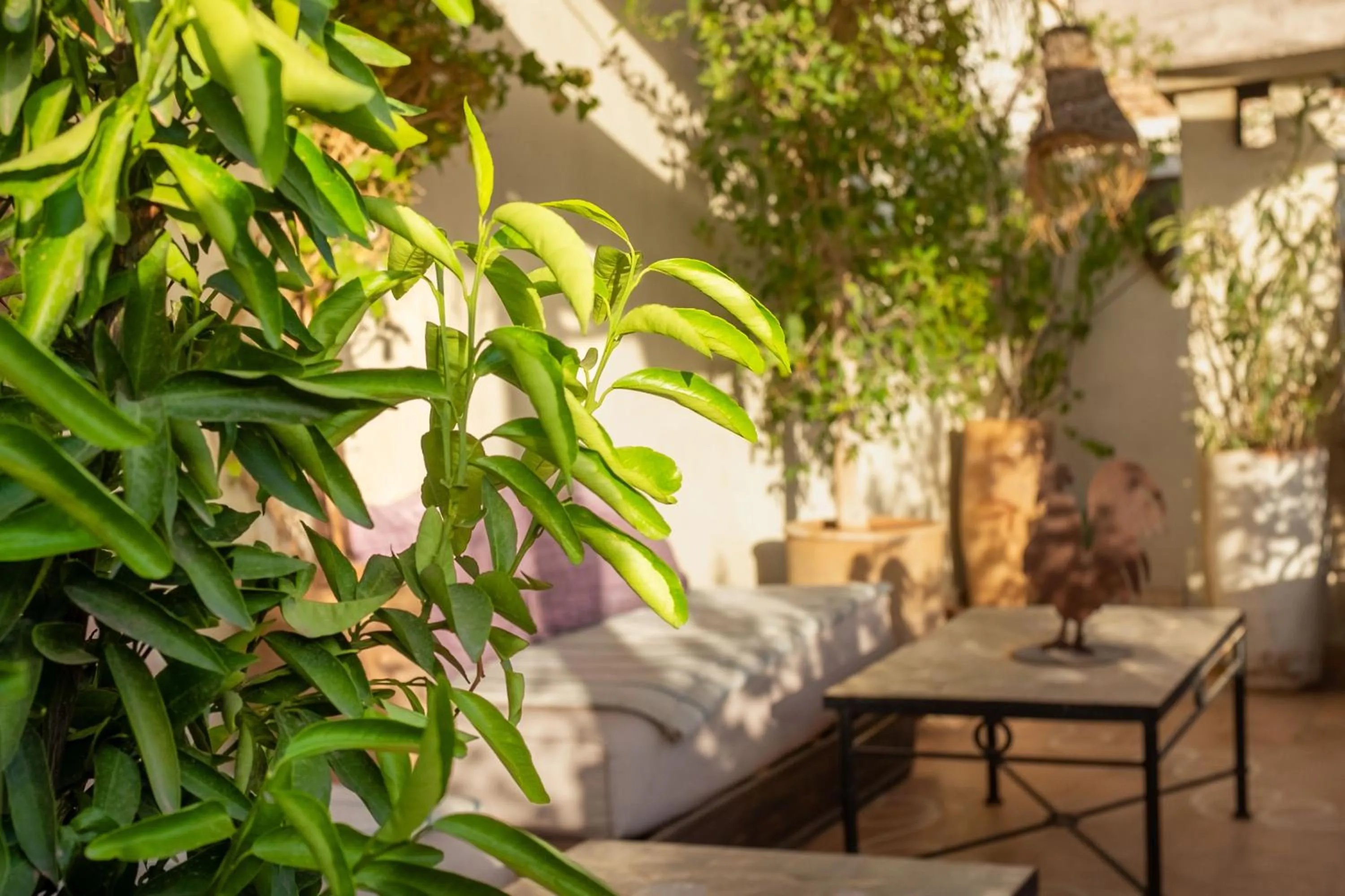Balcony/Terrace in Riad Le Coq Berbère
