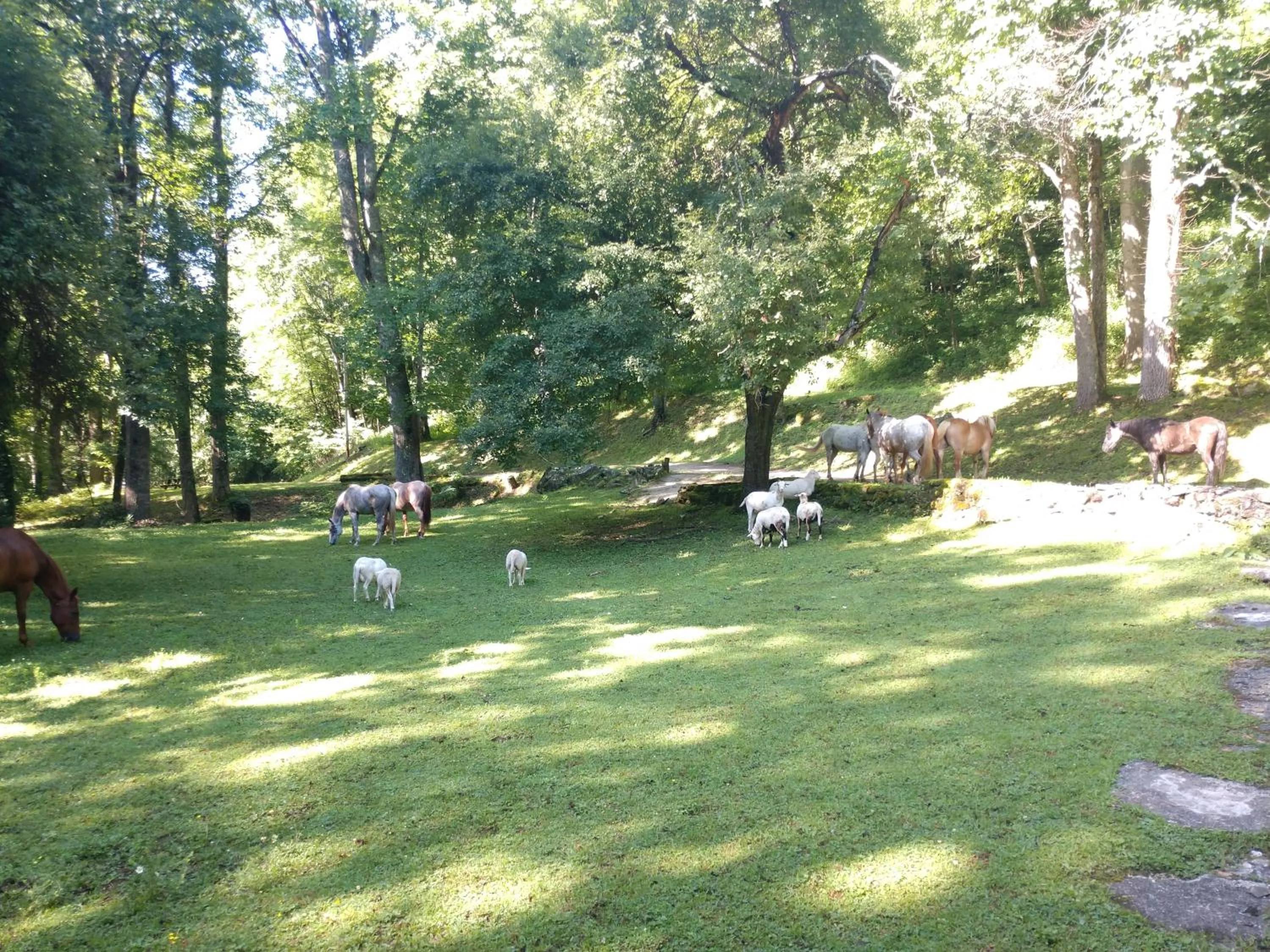 Activities in Arrowmont Stables & Cabins
