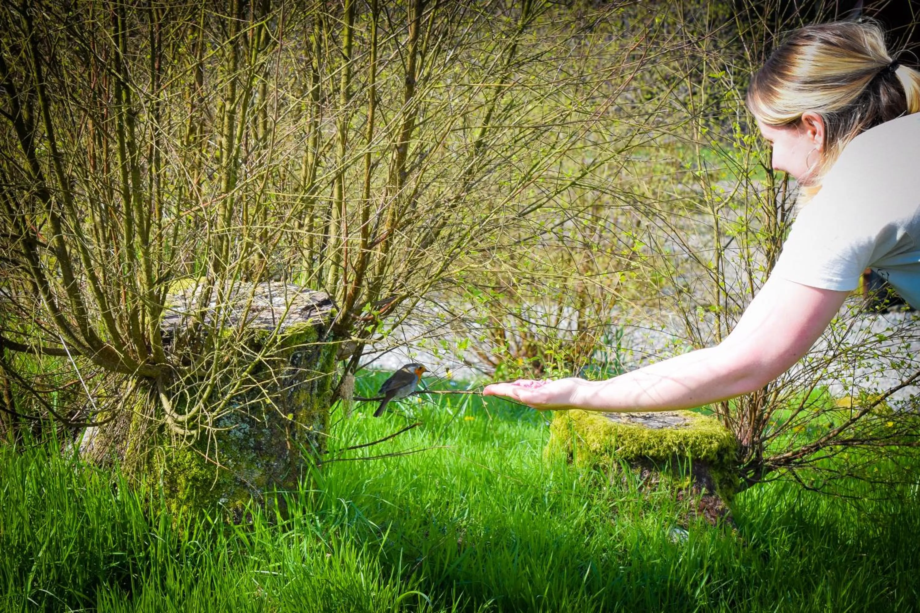 Garden in Birchbrae Highland Lodges