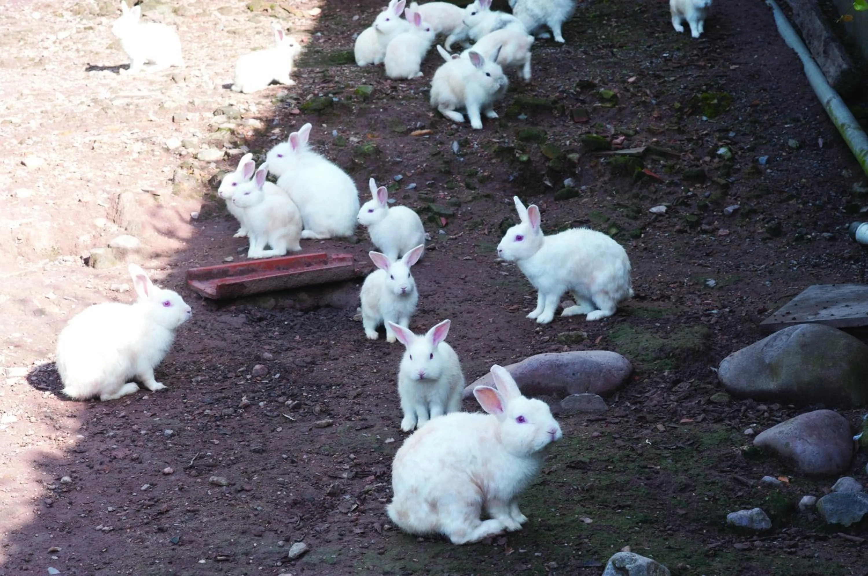 Animals in Hotel Kloppel