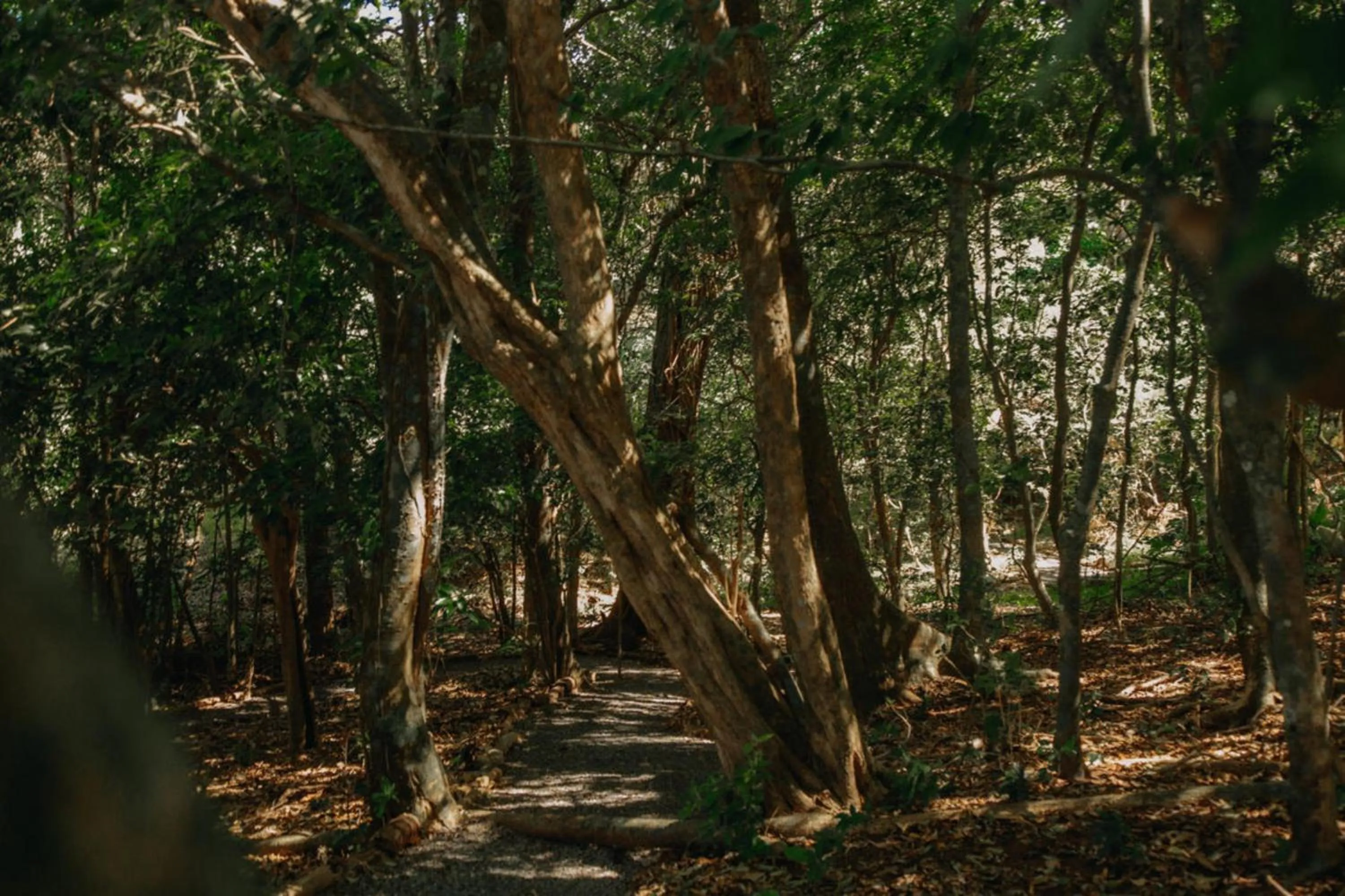Natural landscape in Hotel & Spa Poco a Poco - Costa Rica
