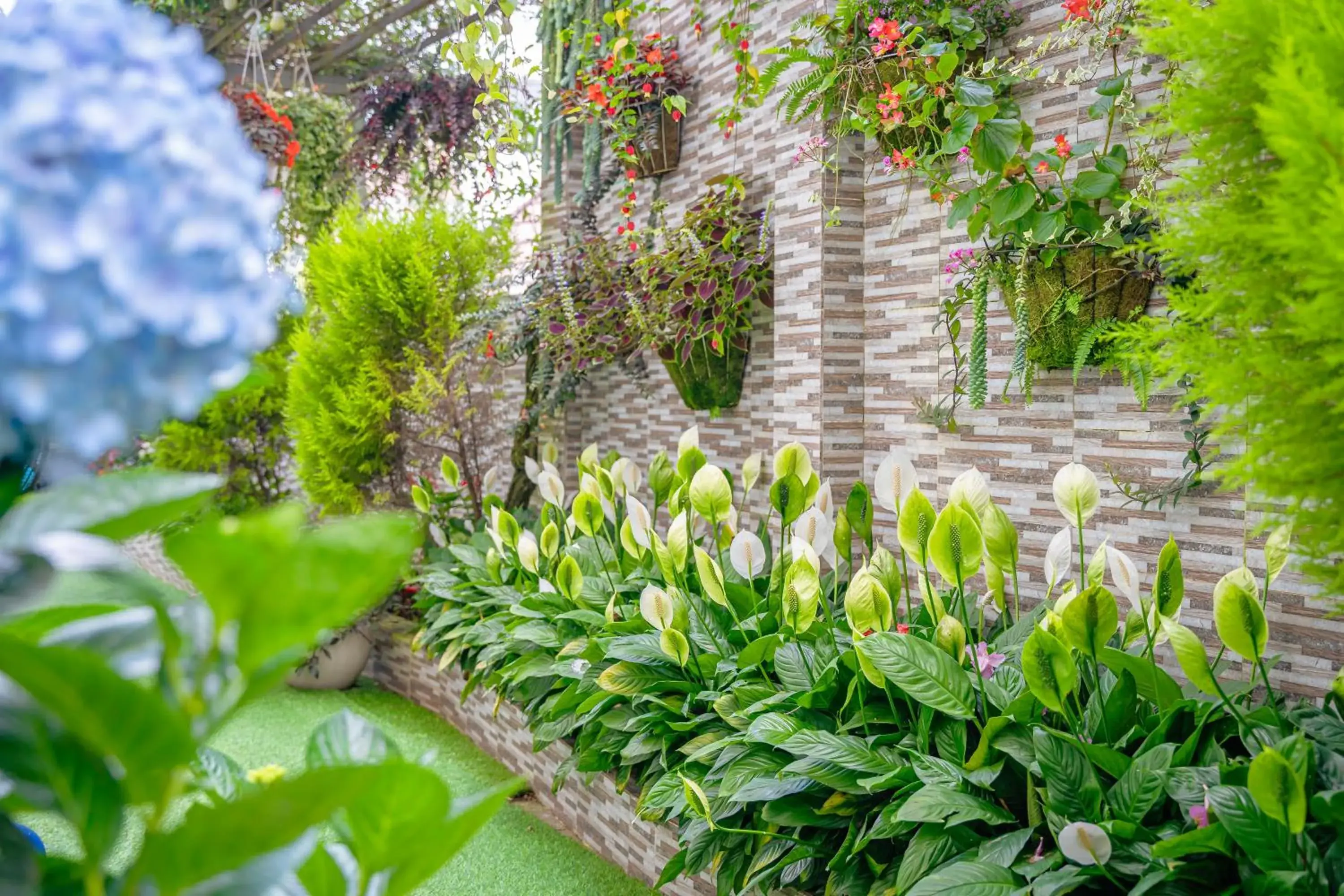 Garden view in Minh Chien Hotel Garden view in Minh Chien Hotel