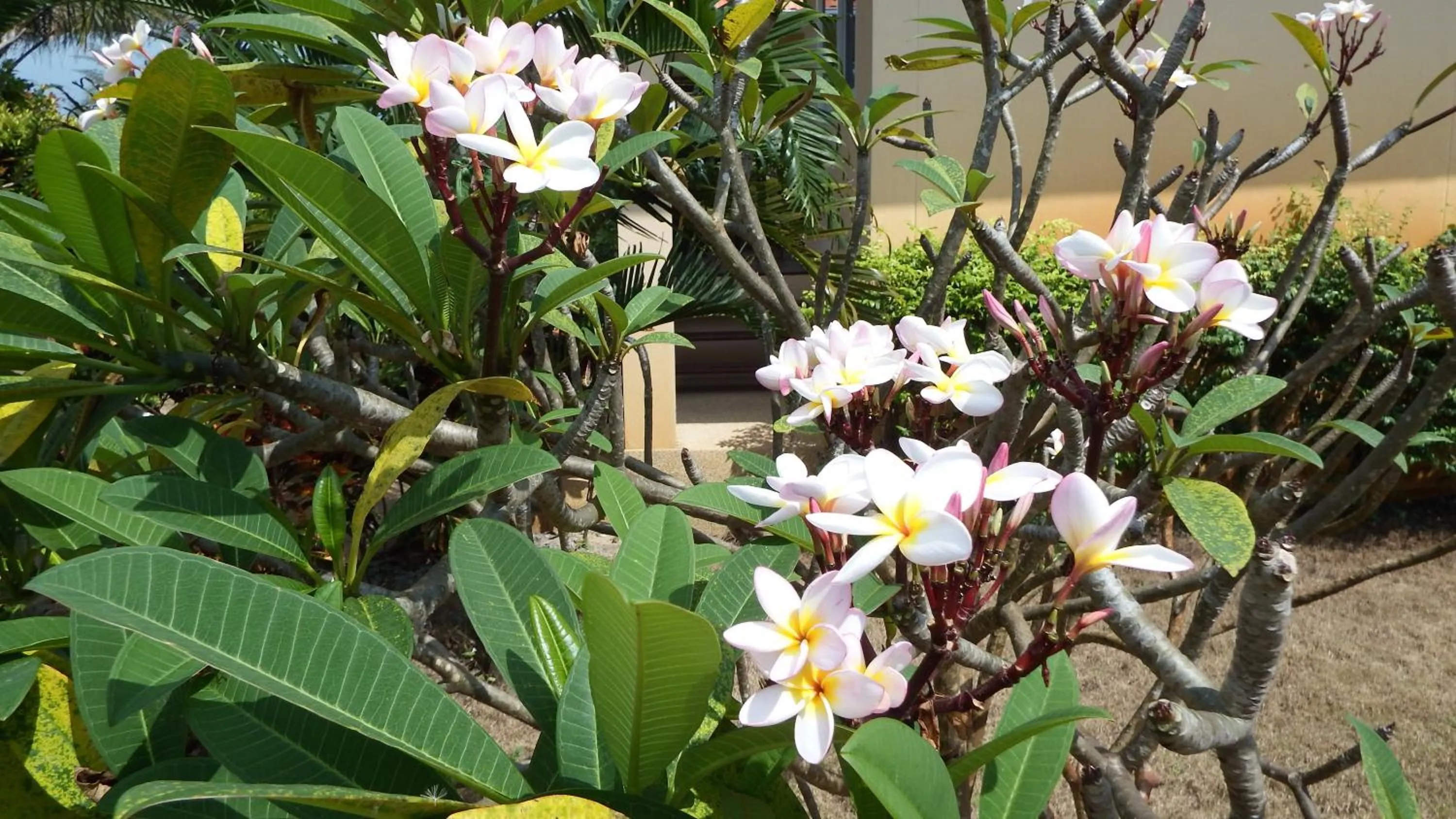 Garden in Ao Thai Resort
