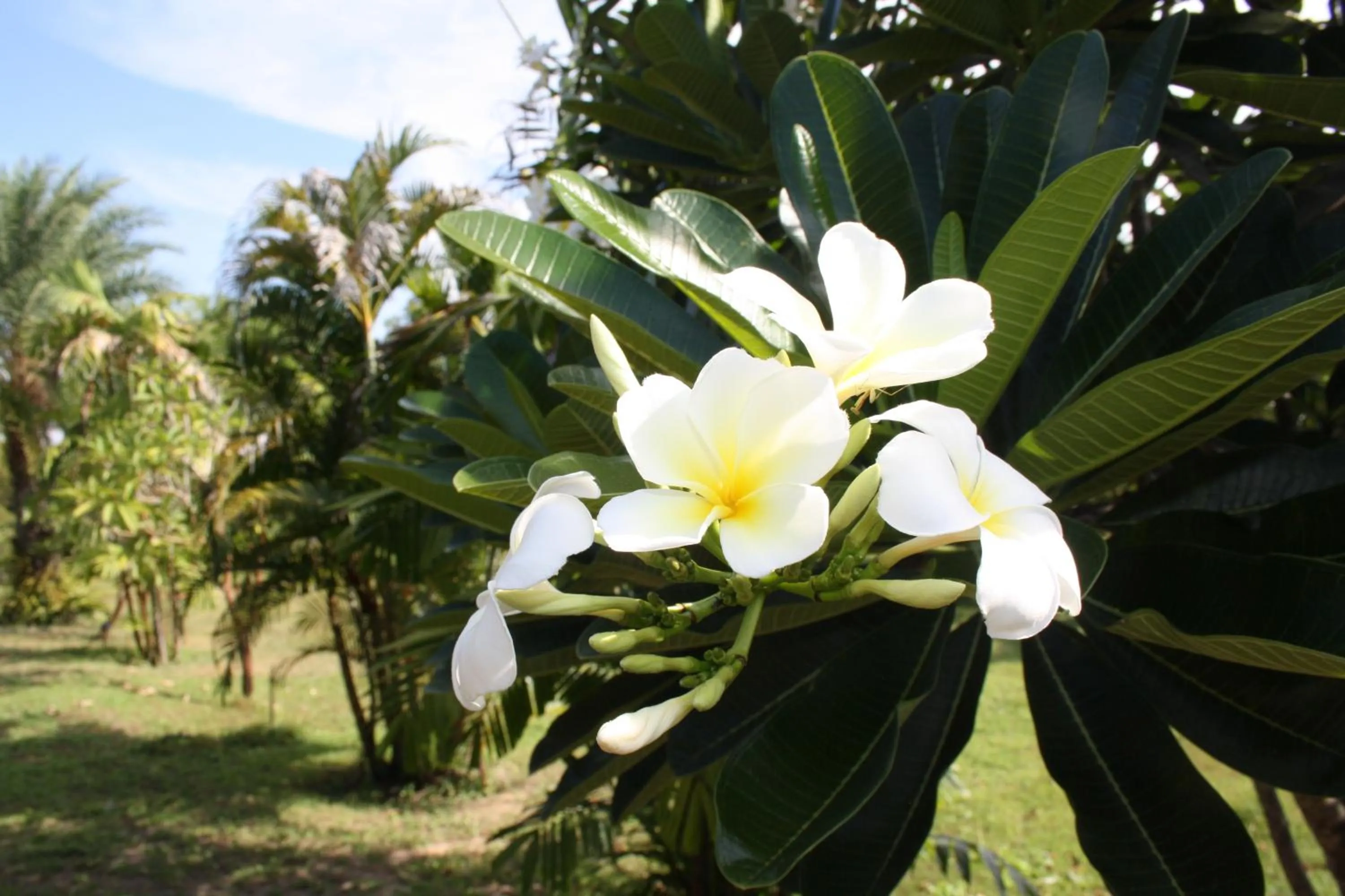 Garden in Ao Thai Resort
