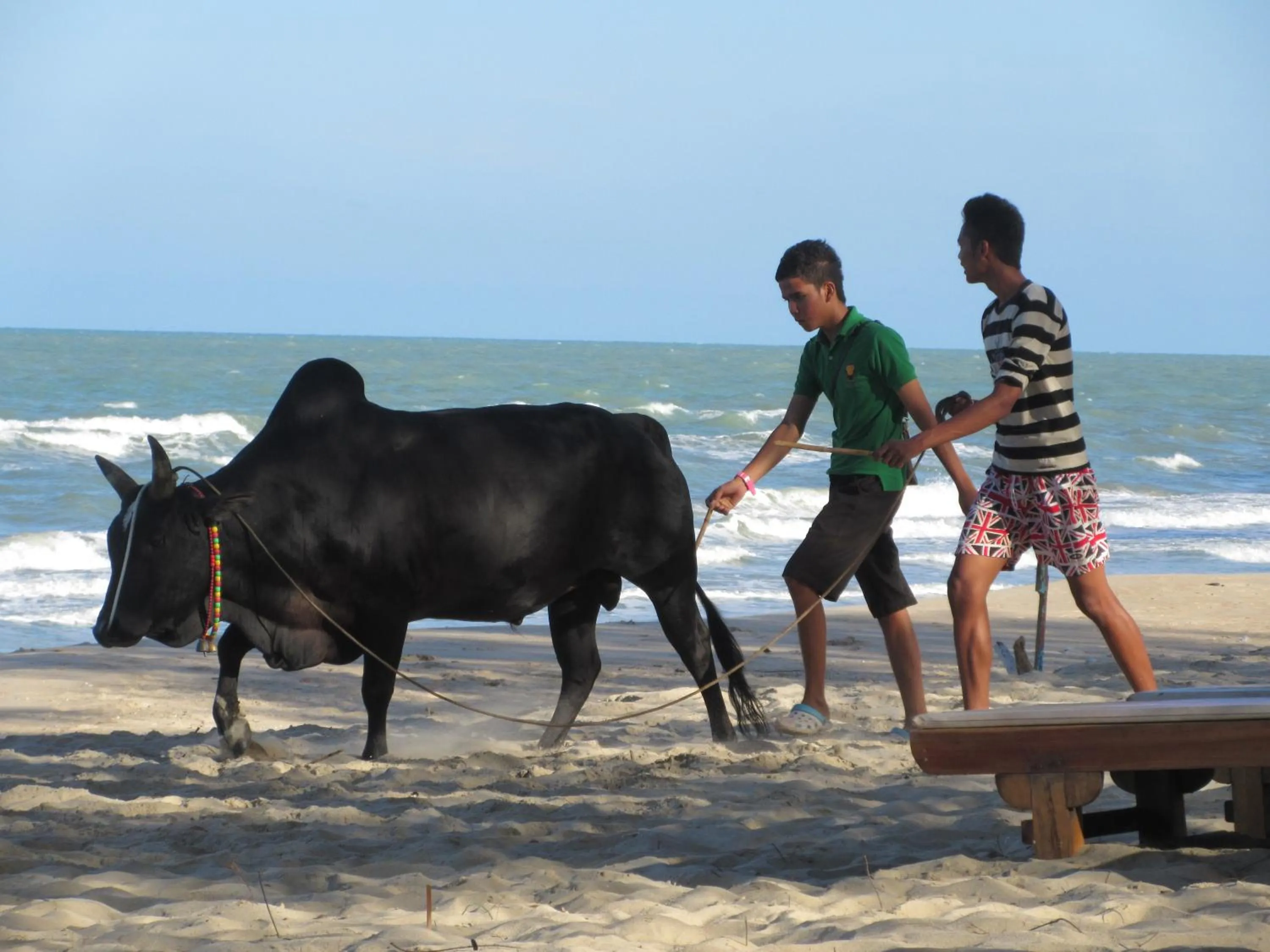 Animals in Ao Thai Resort