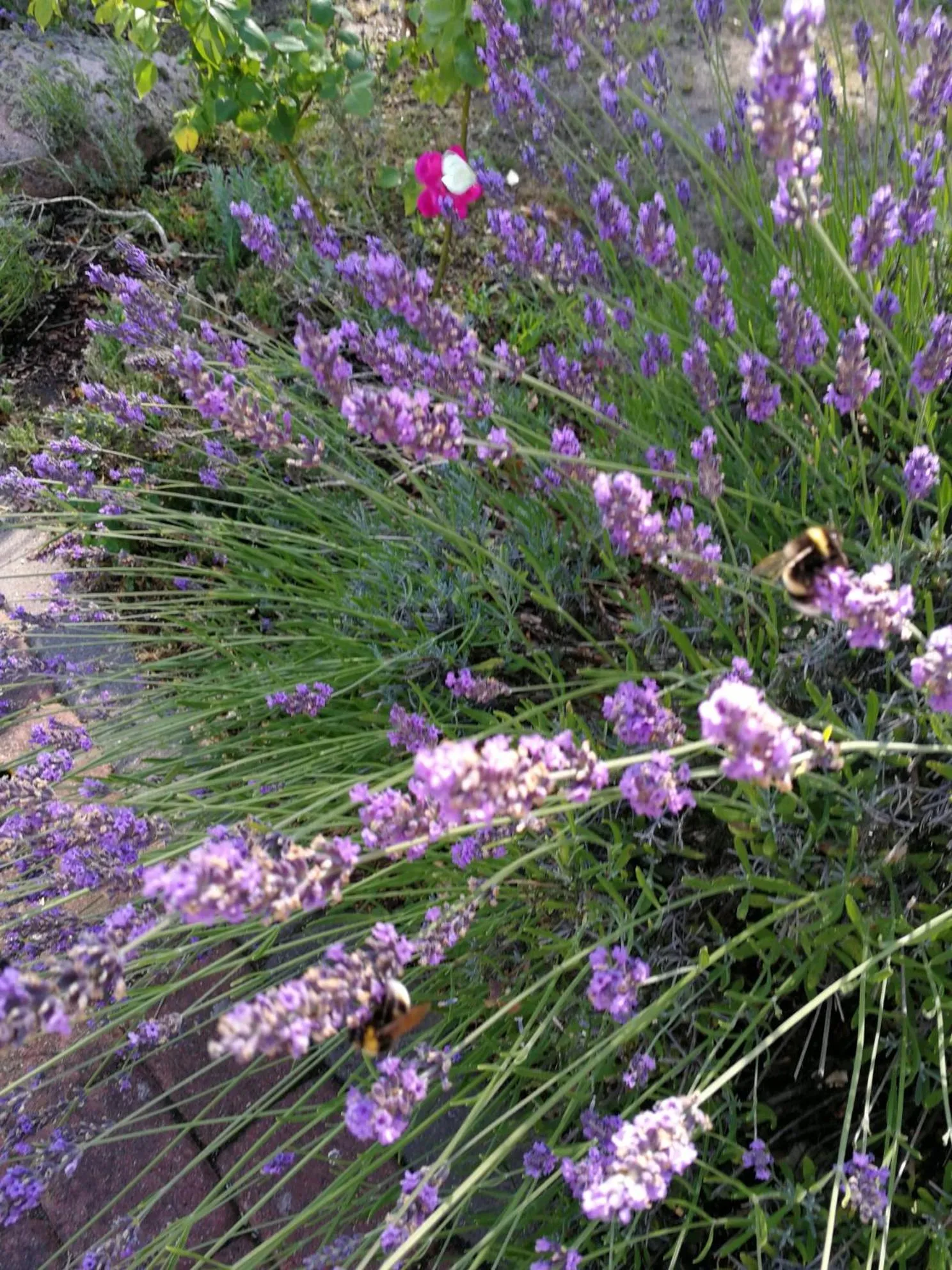 Garden in Felixanum Hotel & Galerie