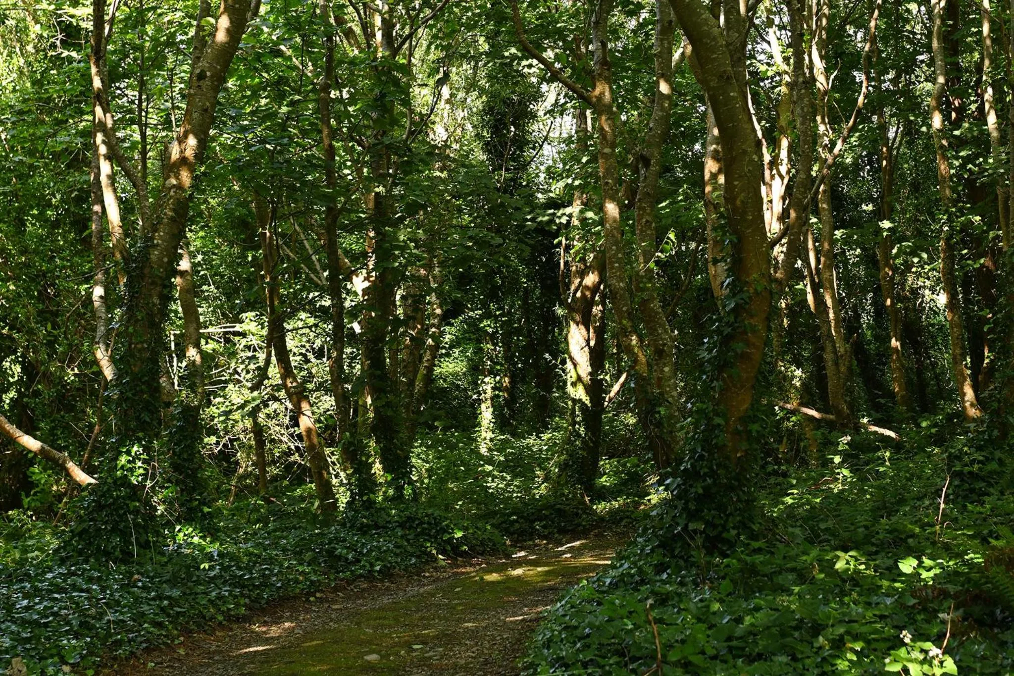 Renvyle House Hotel & Resort