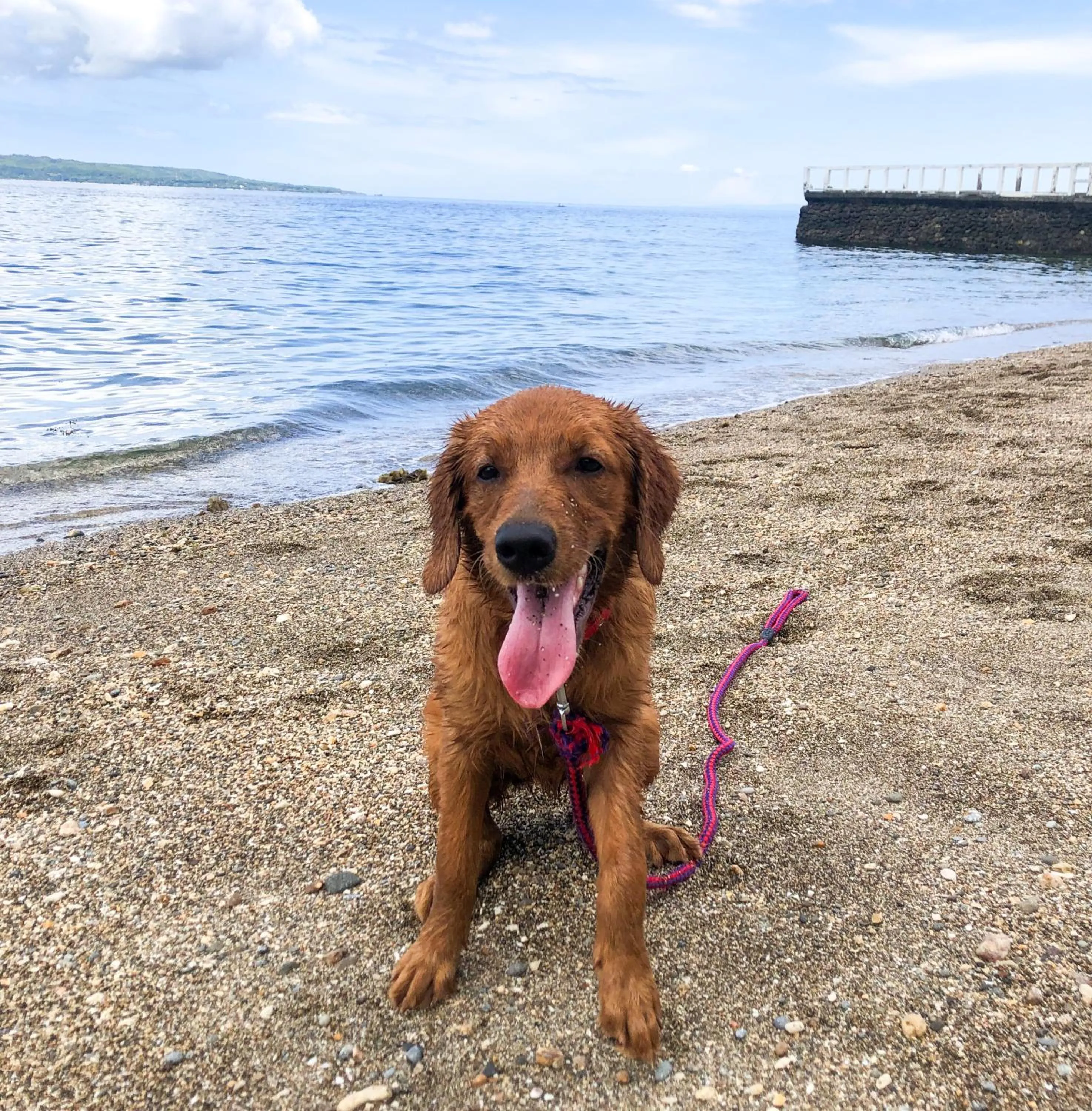 Pets in Wuthering Heights Bed & Breakfast by the Sea