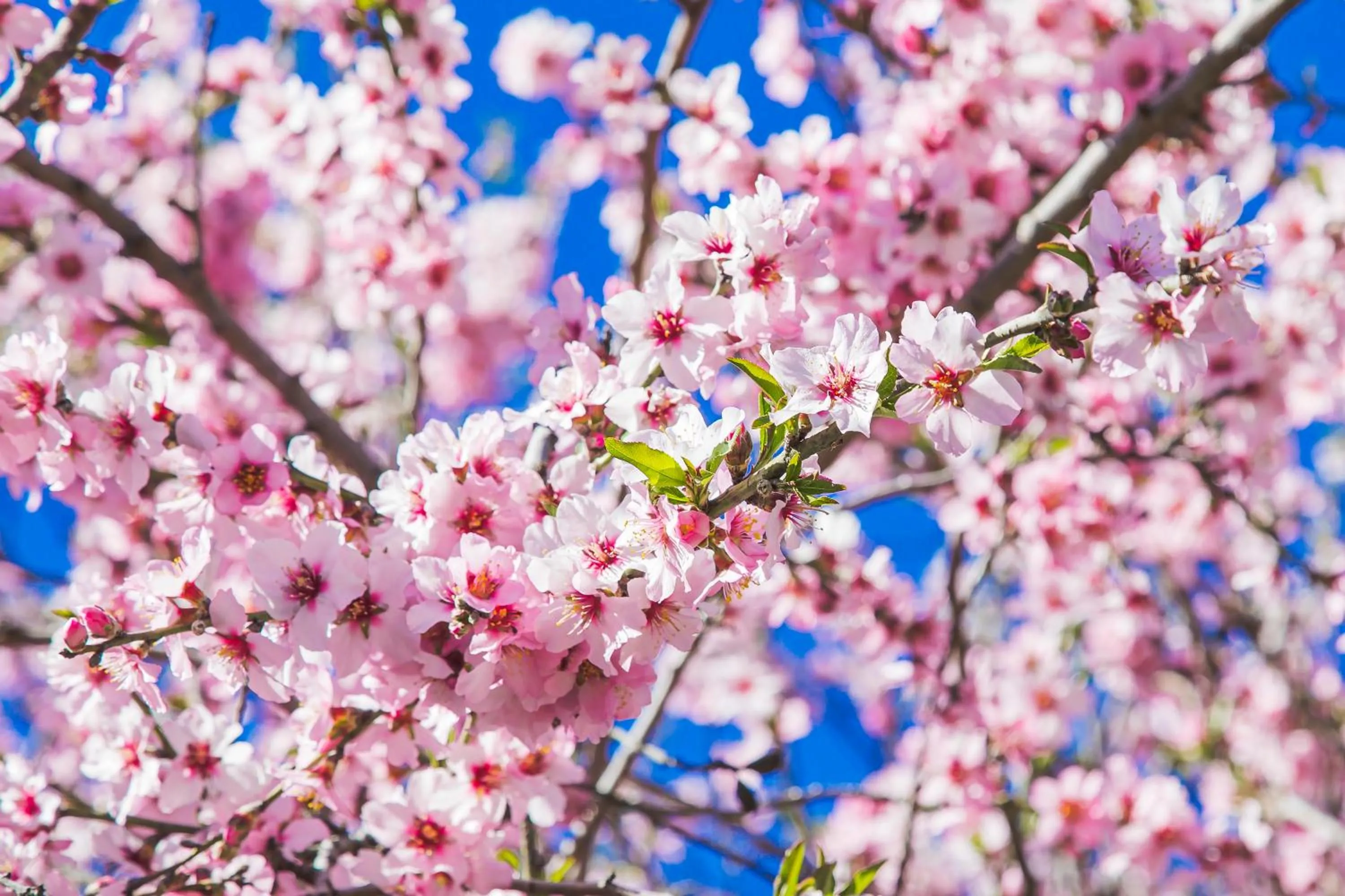 Garden in Hotel Rural El Refugio - Solo Adultos