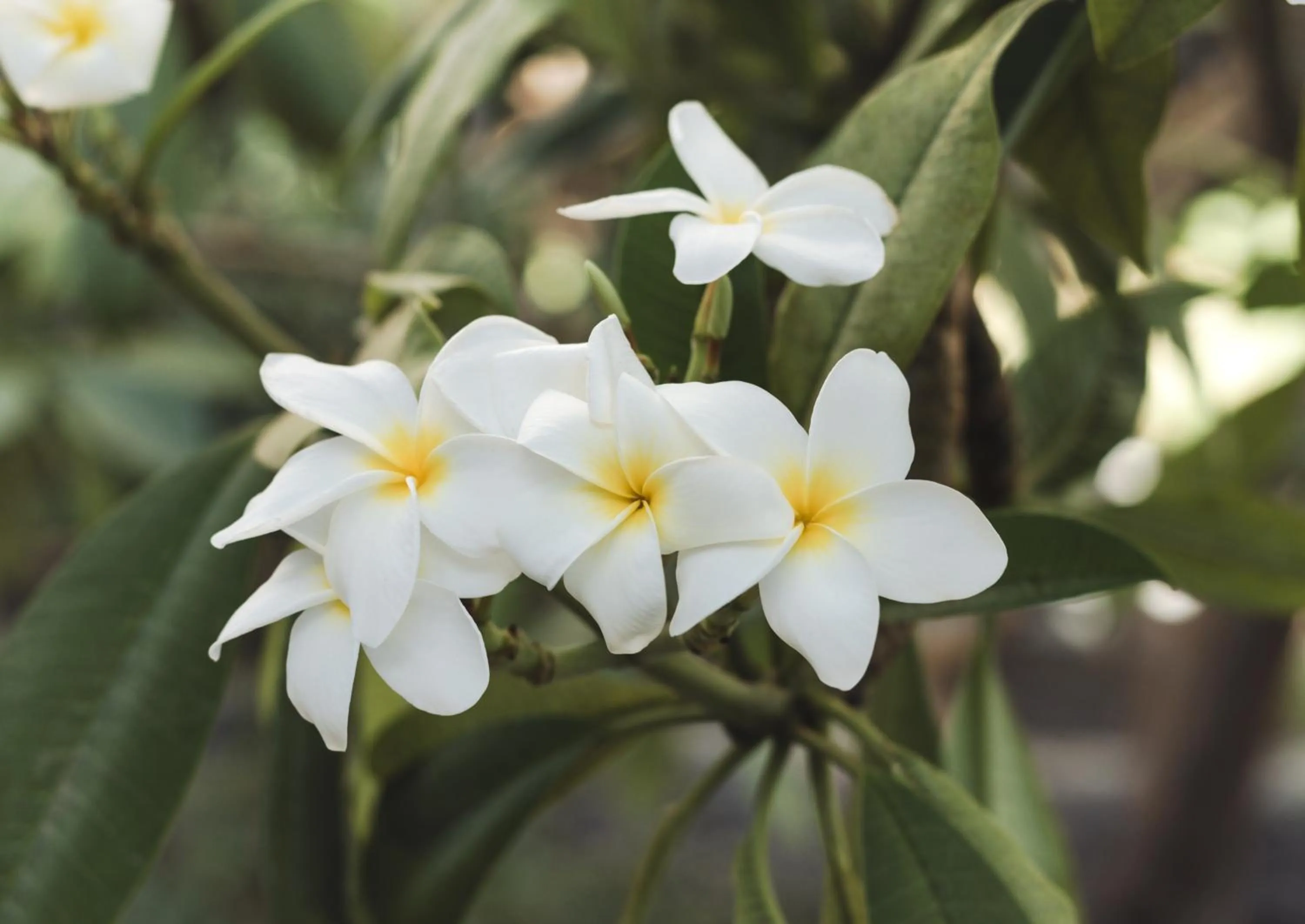 Garden in Bohemia Suites & Spa - Adults Only