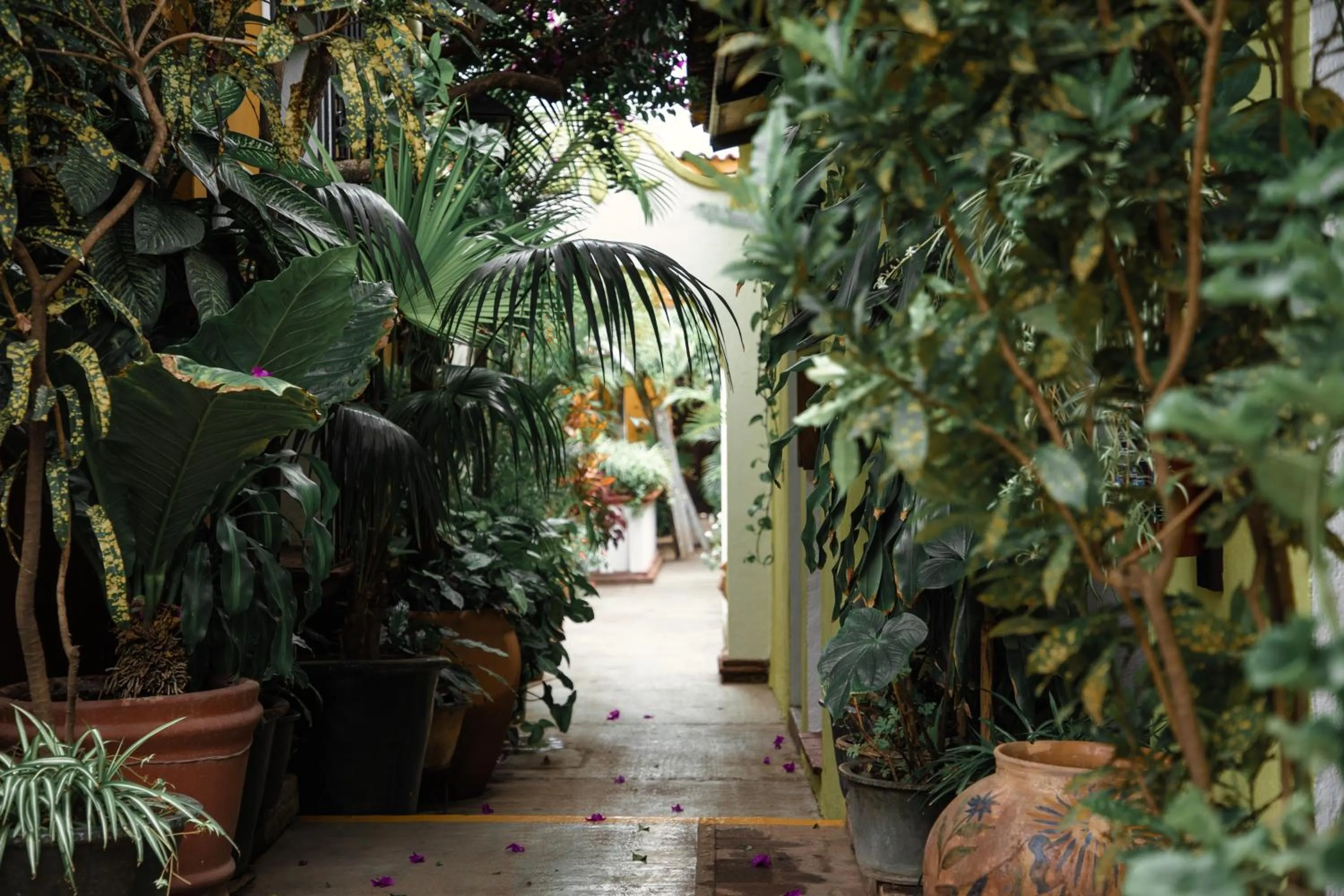 Natural landscape in Hotel Las Golondrinas