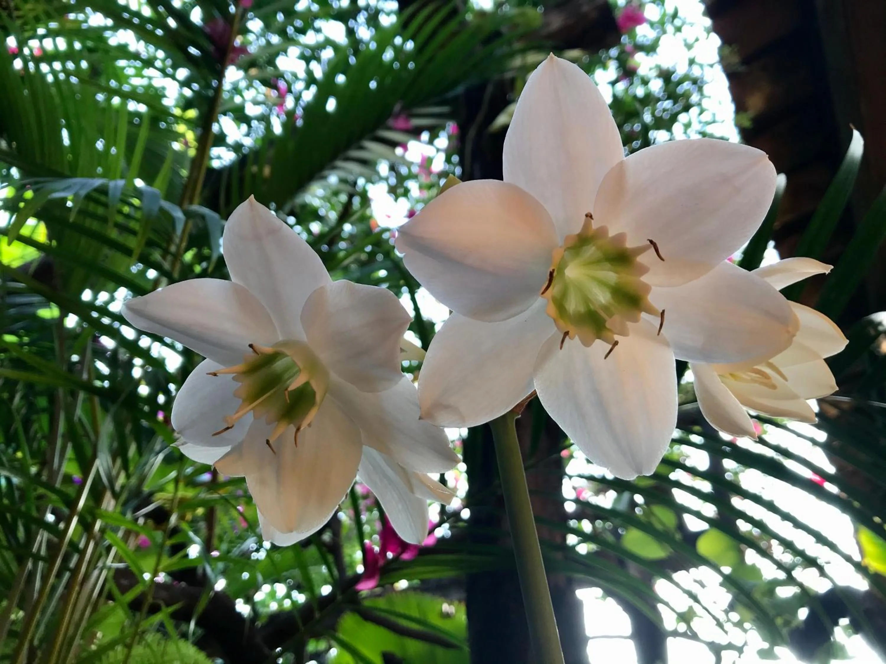 Garden in Hotel Las Golondrinas