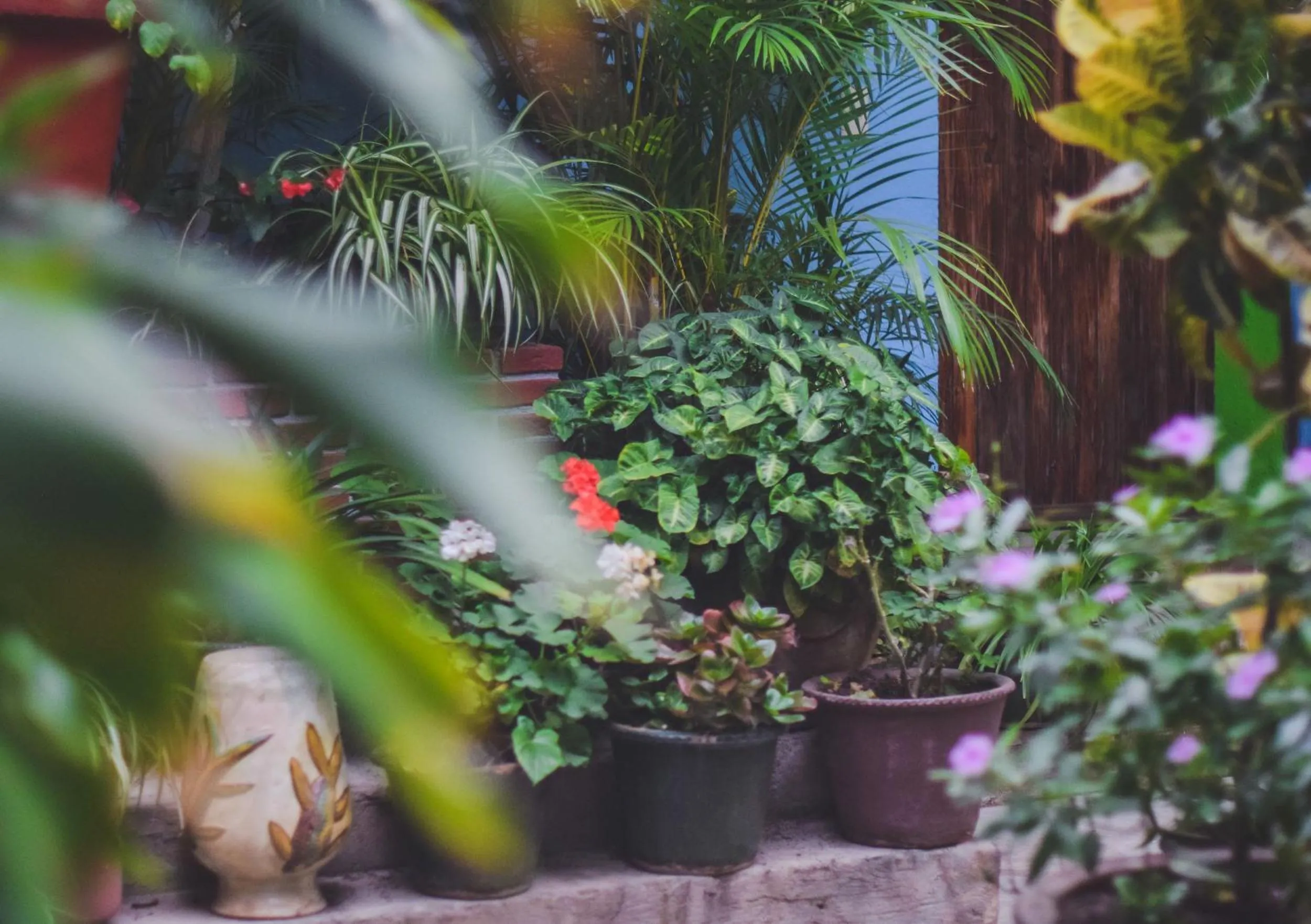 Garden in Hotel Las Golondrinas