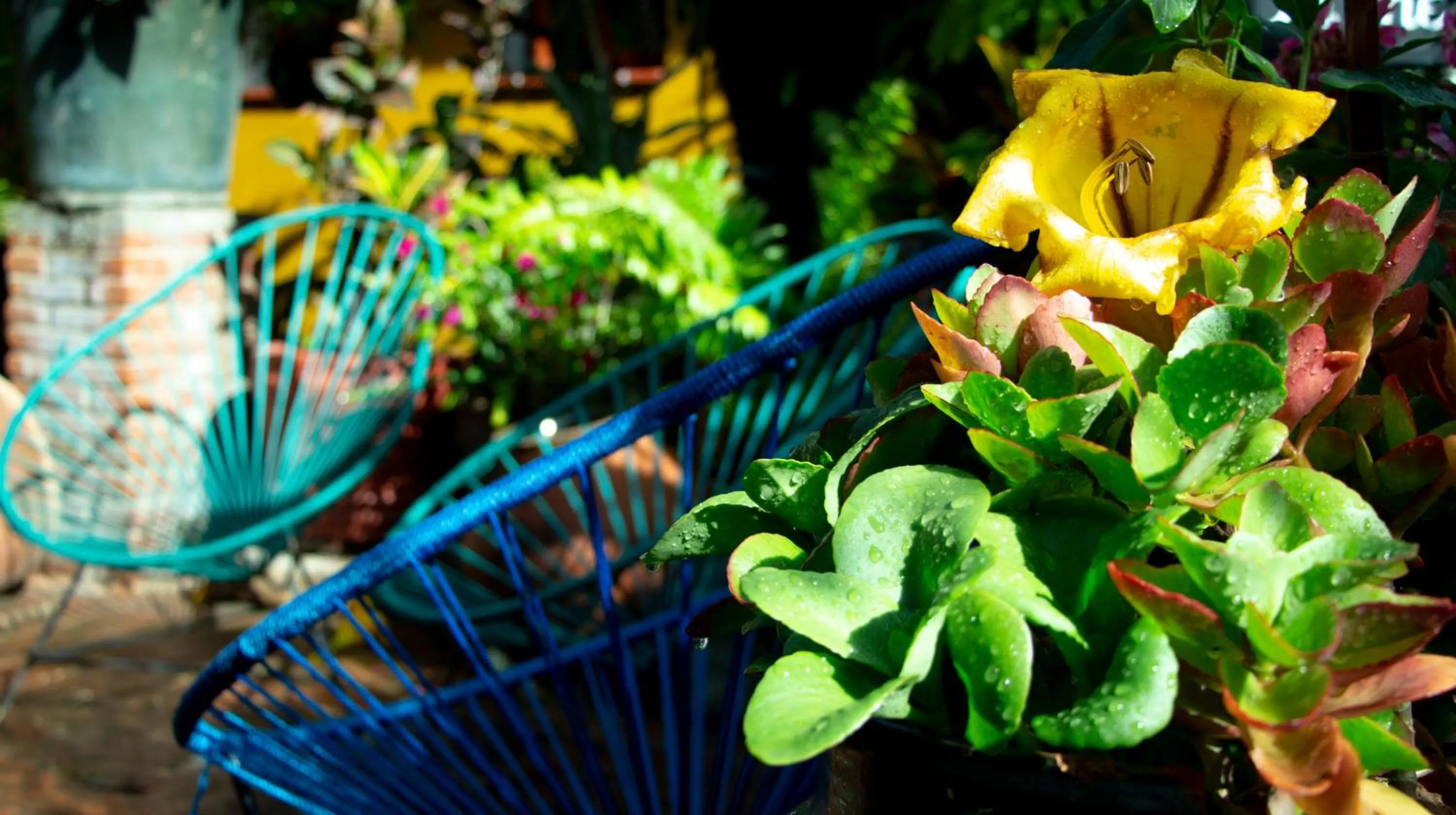 Spring in Hotel Las Golondrinas
