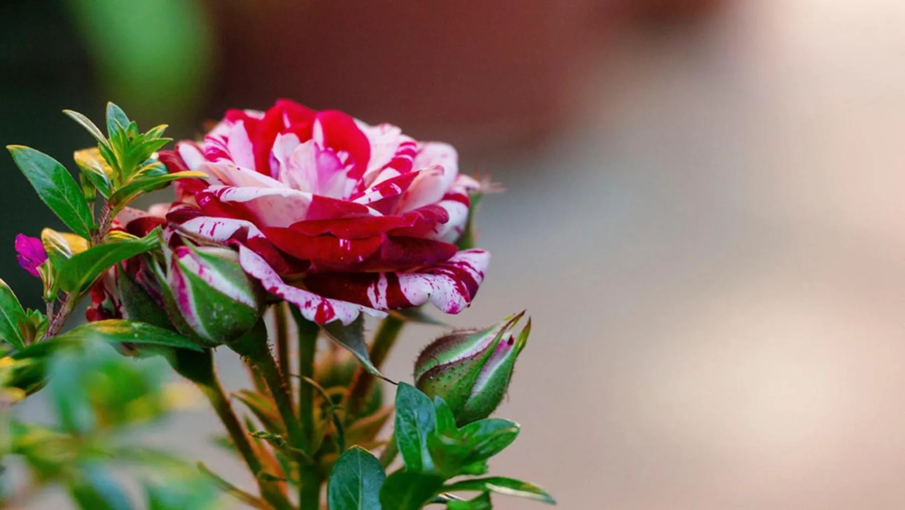 Patio in Hotel Las Golondrinas