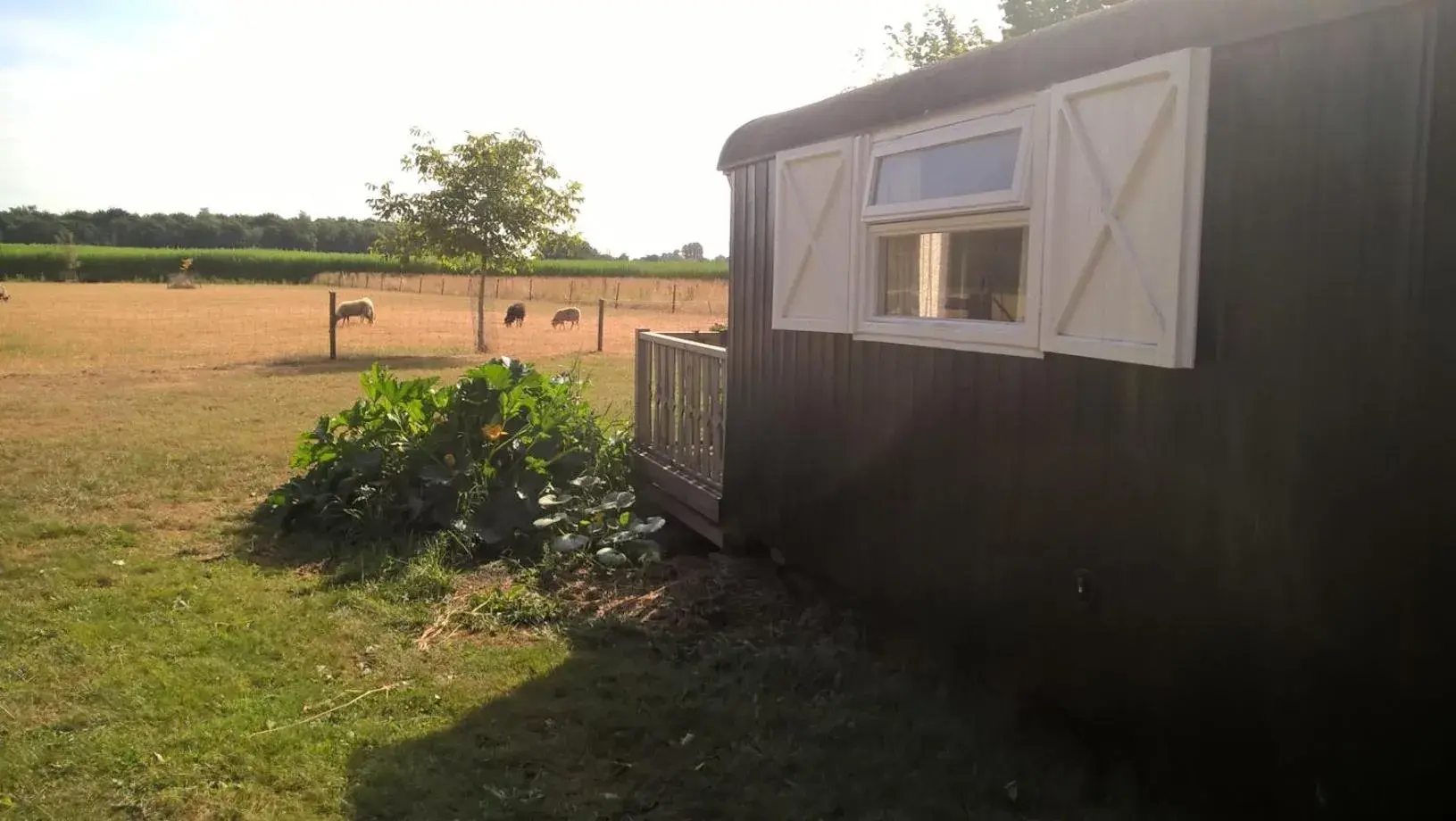 Pipowagen Lidewei Groningen Westerwolde unieke ligging met eigen tuin en vrij uitzicht over veld naar natuurgebied Pipowagen Lidewei Groningen Westerwolde unieke ligging met eigen tuin en vrij uitzicht over veld naar natuurgebied