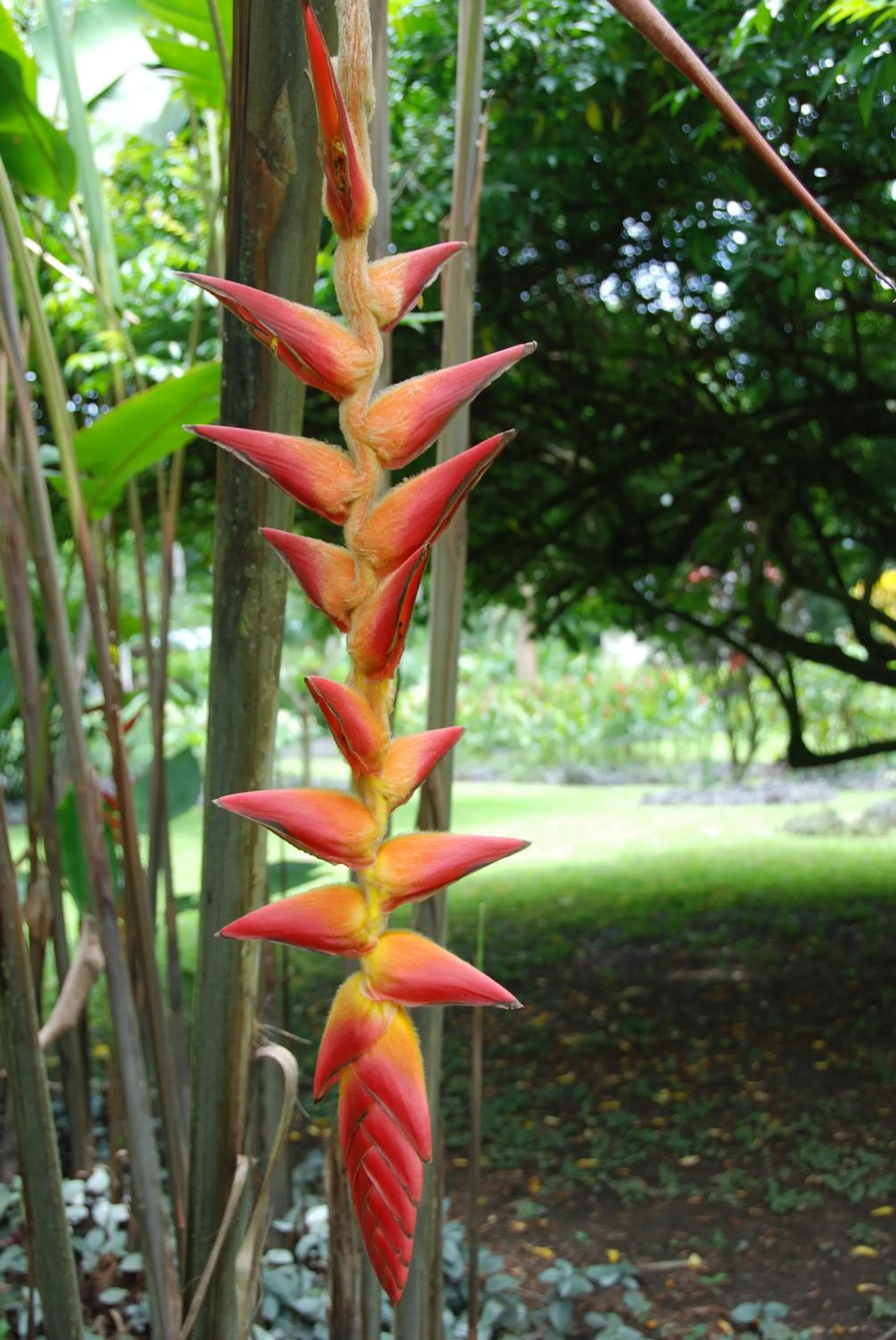 Garden in Heliconia Island
