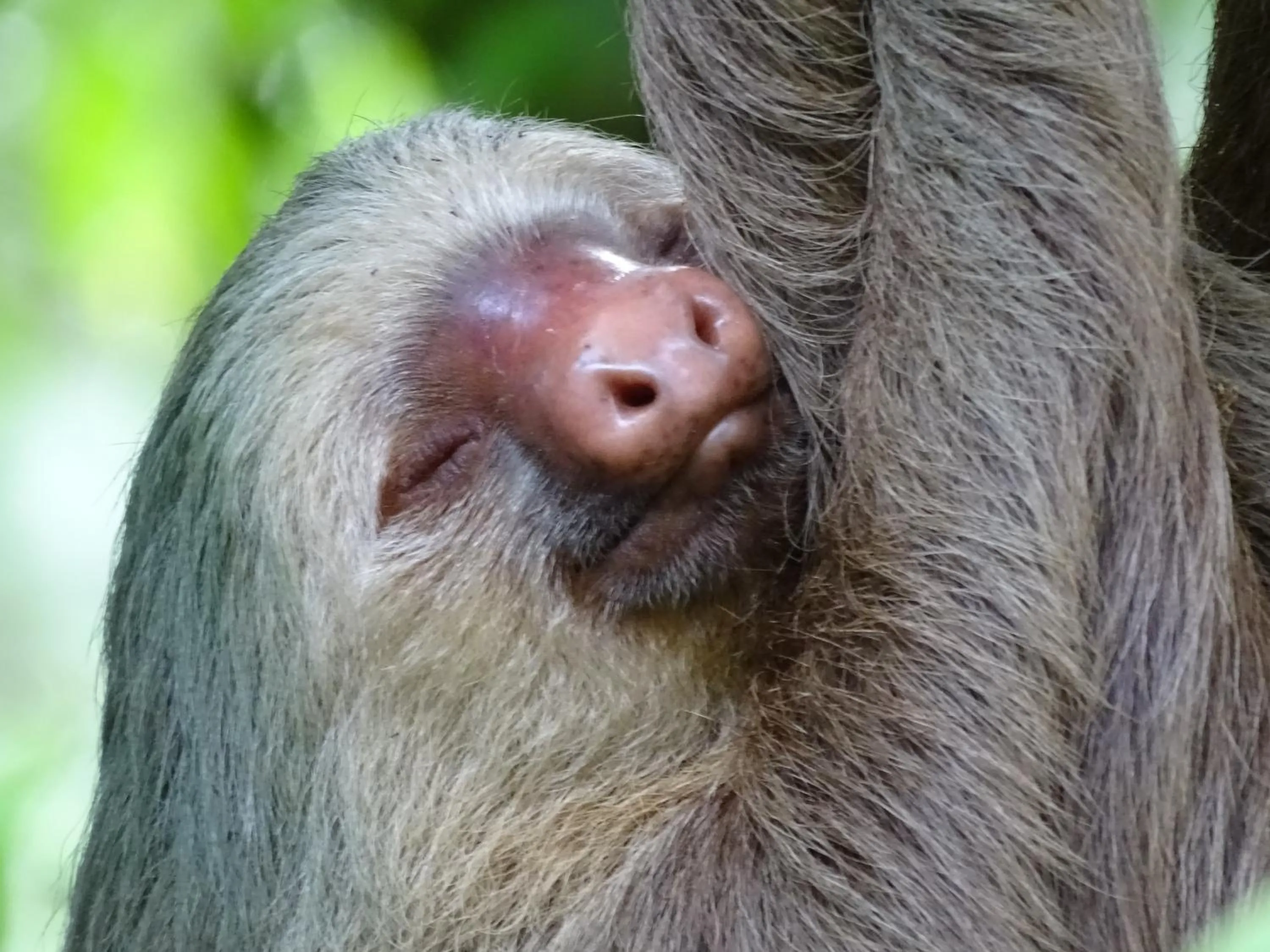 Decorative detail in Heliconia Island