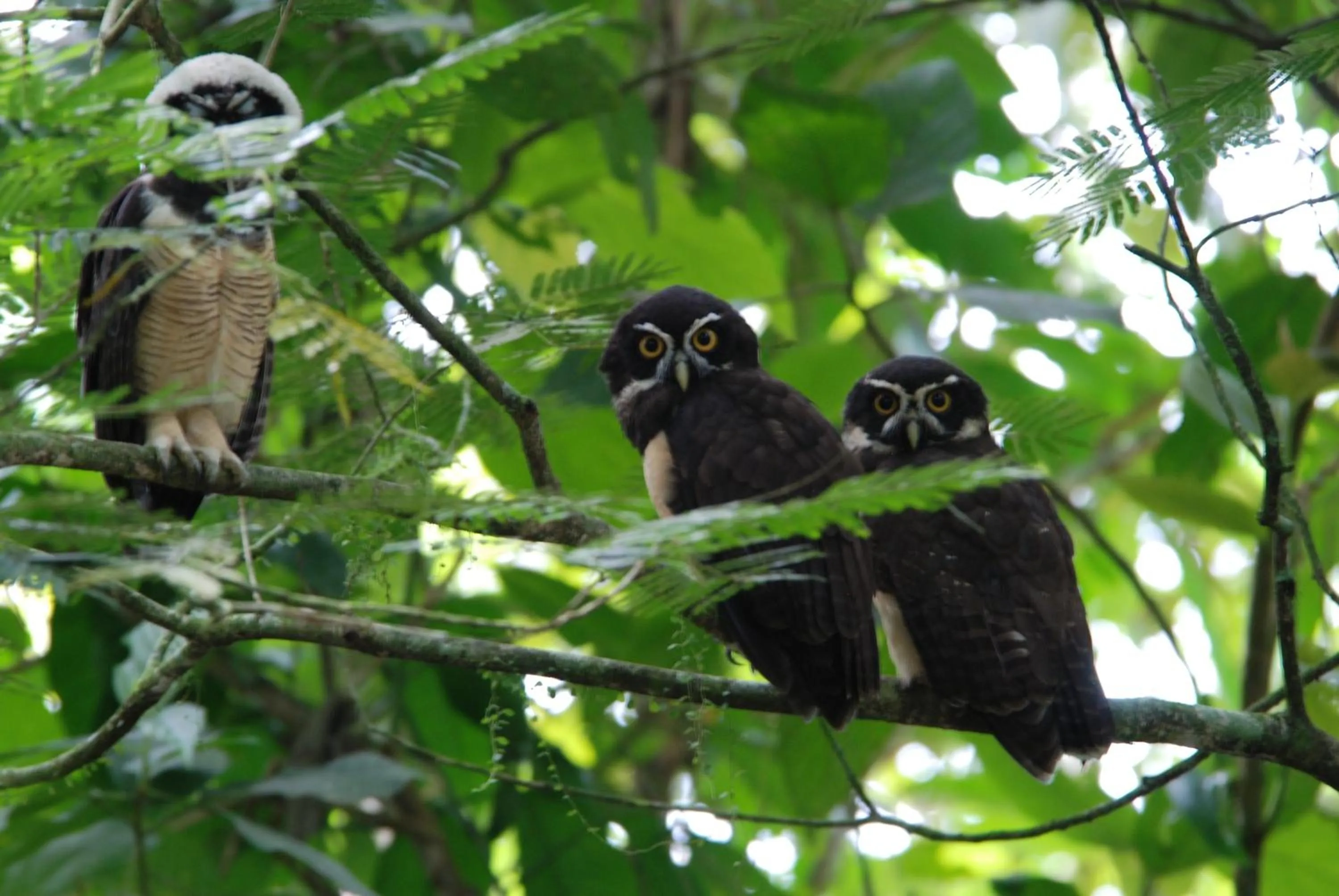 Other in Heliconia Island
