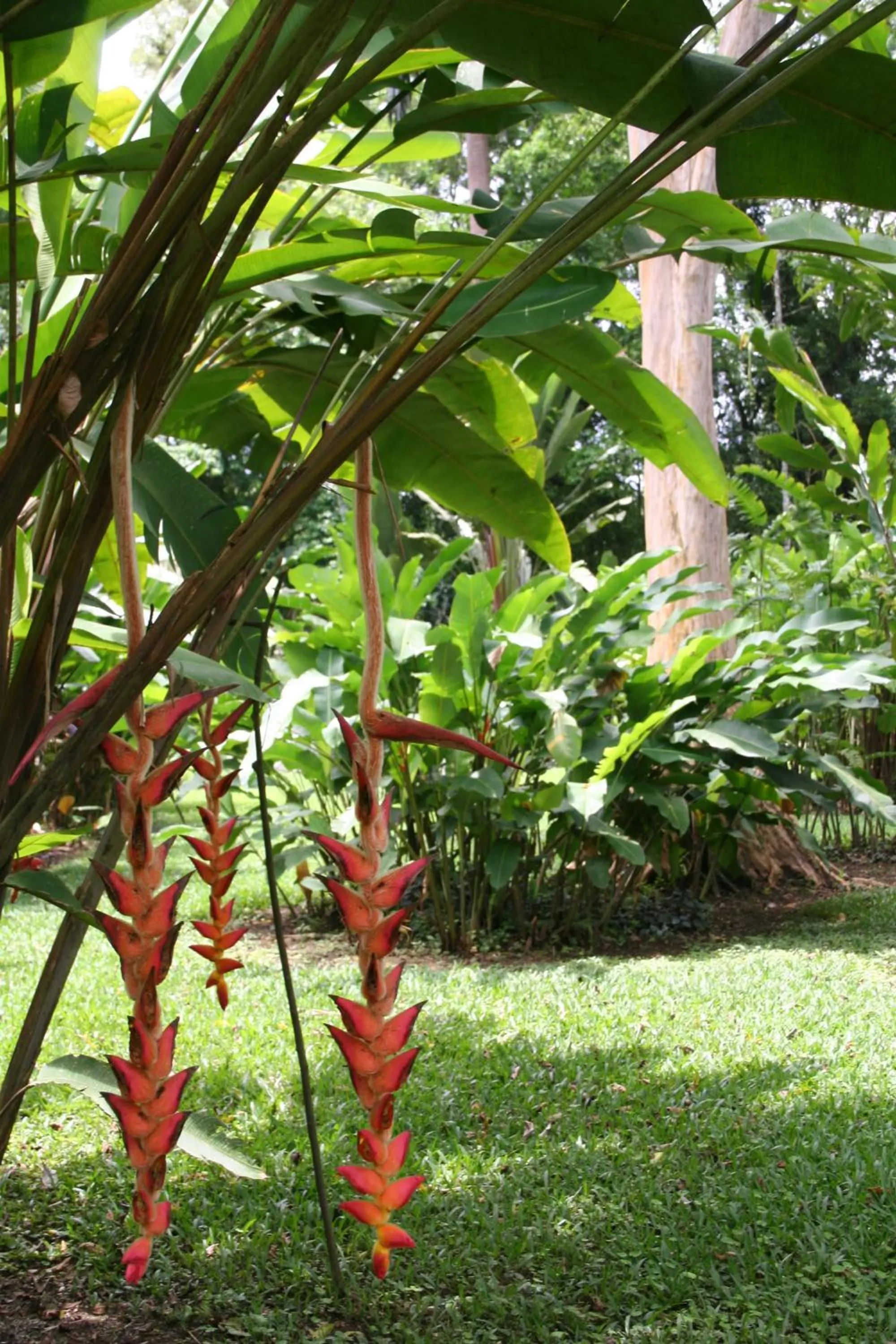 Garden in Heliconia Island
