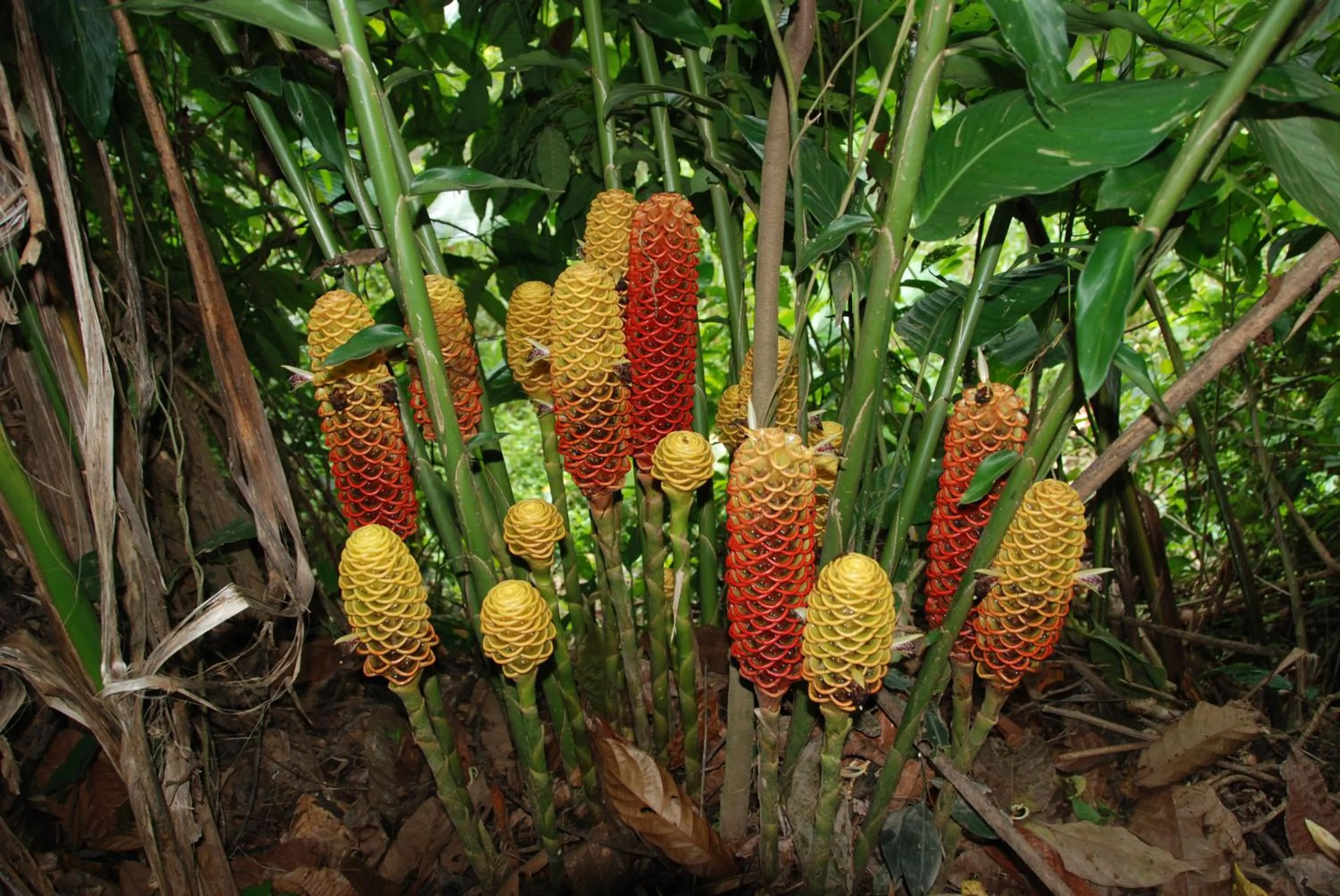 Garden in Heliconia Island