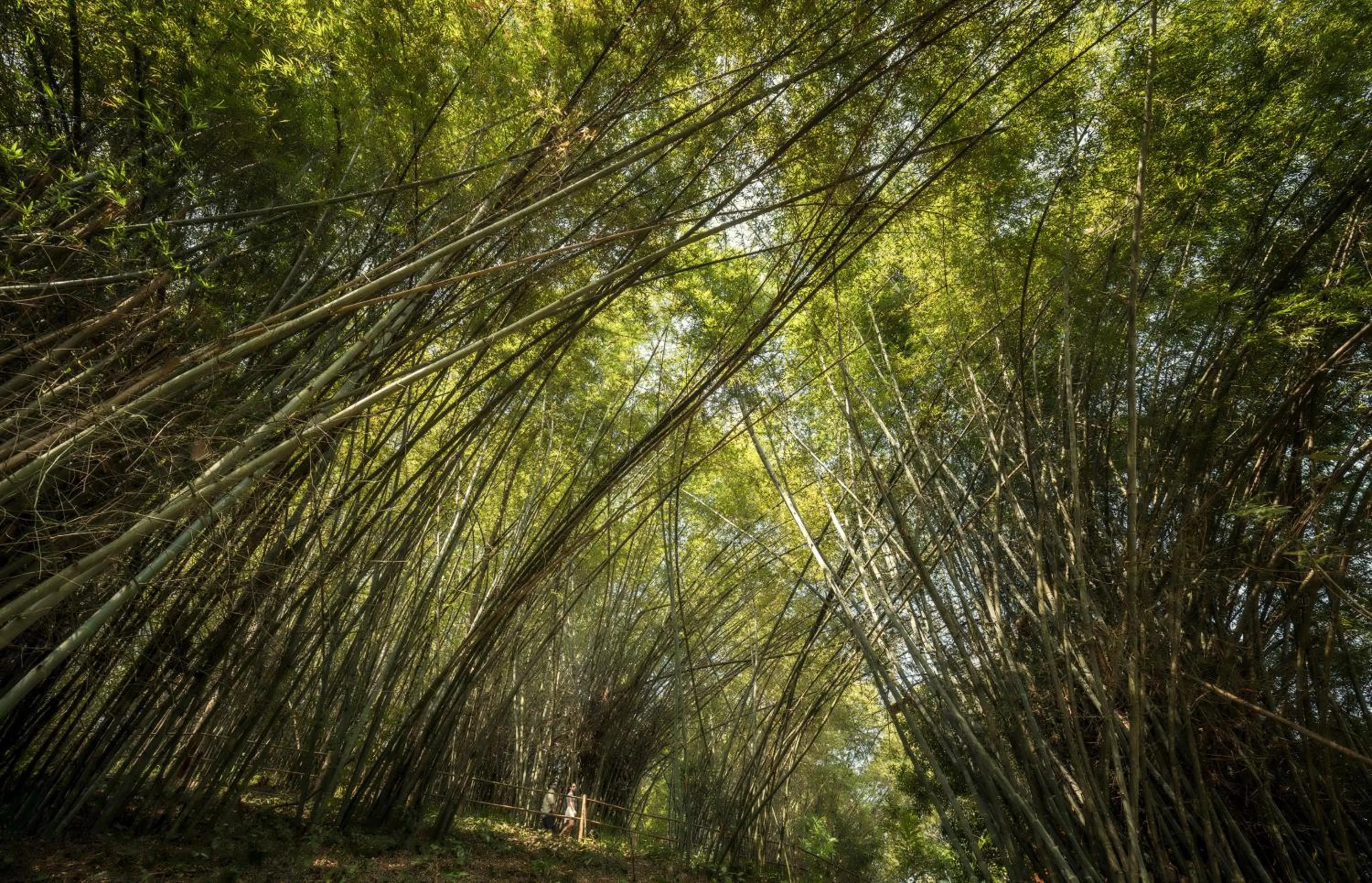 View (from property/room) in Four Seasons Tented Camp Golden Triangle