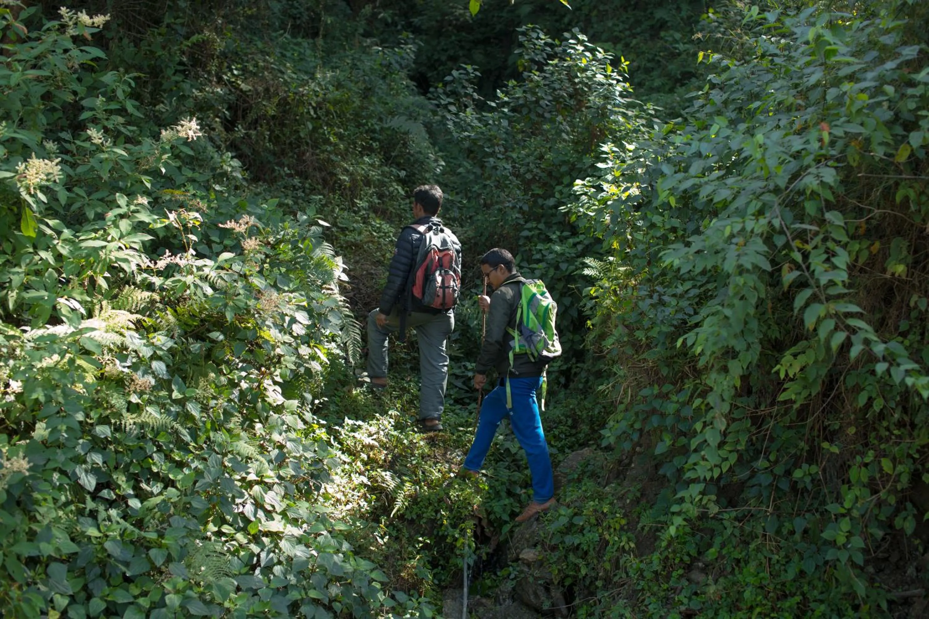 Hiking in The Lapsi Tree