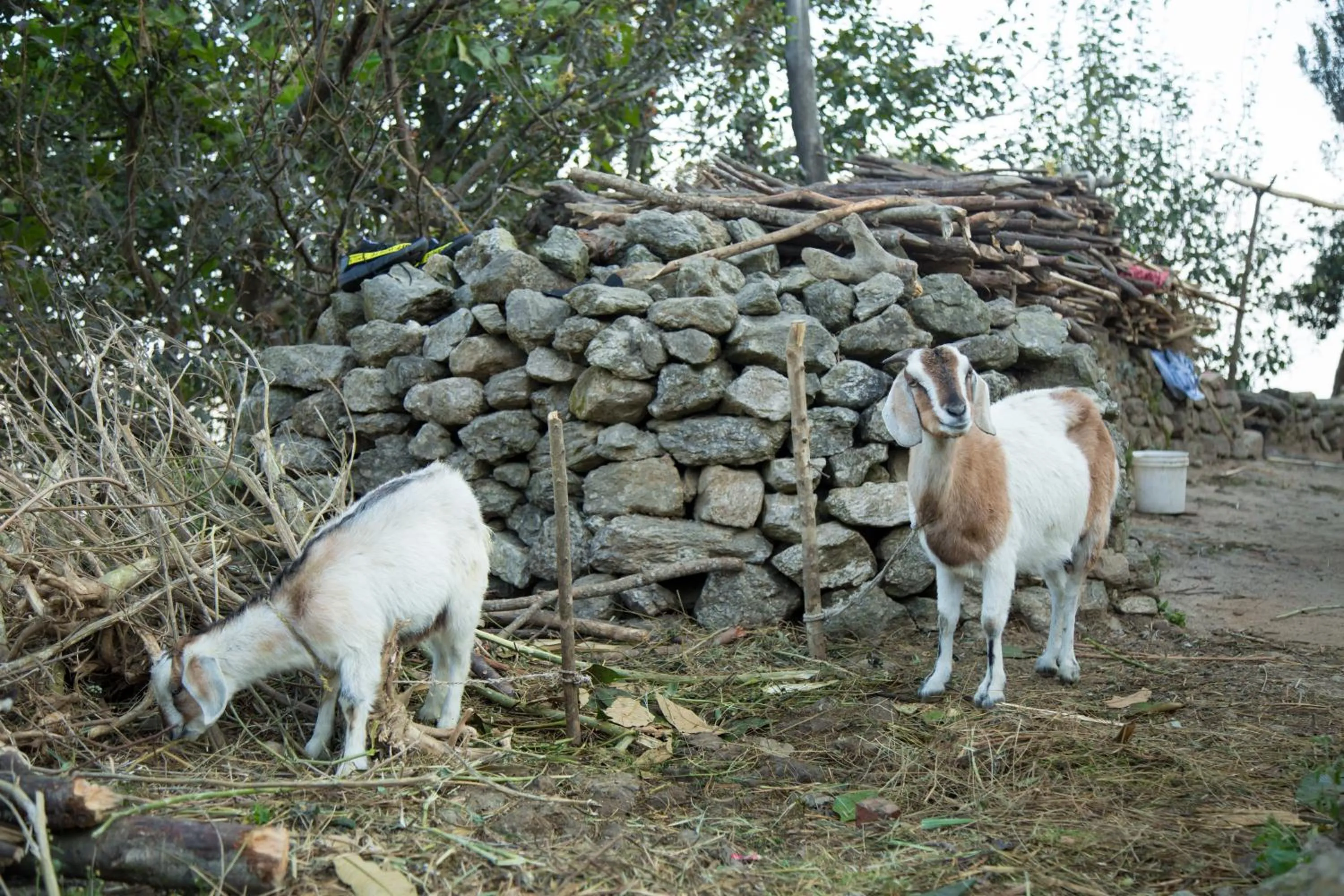 Neighbourhood in The Lapsi Tree
