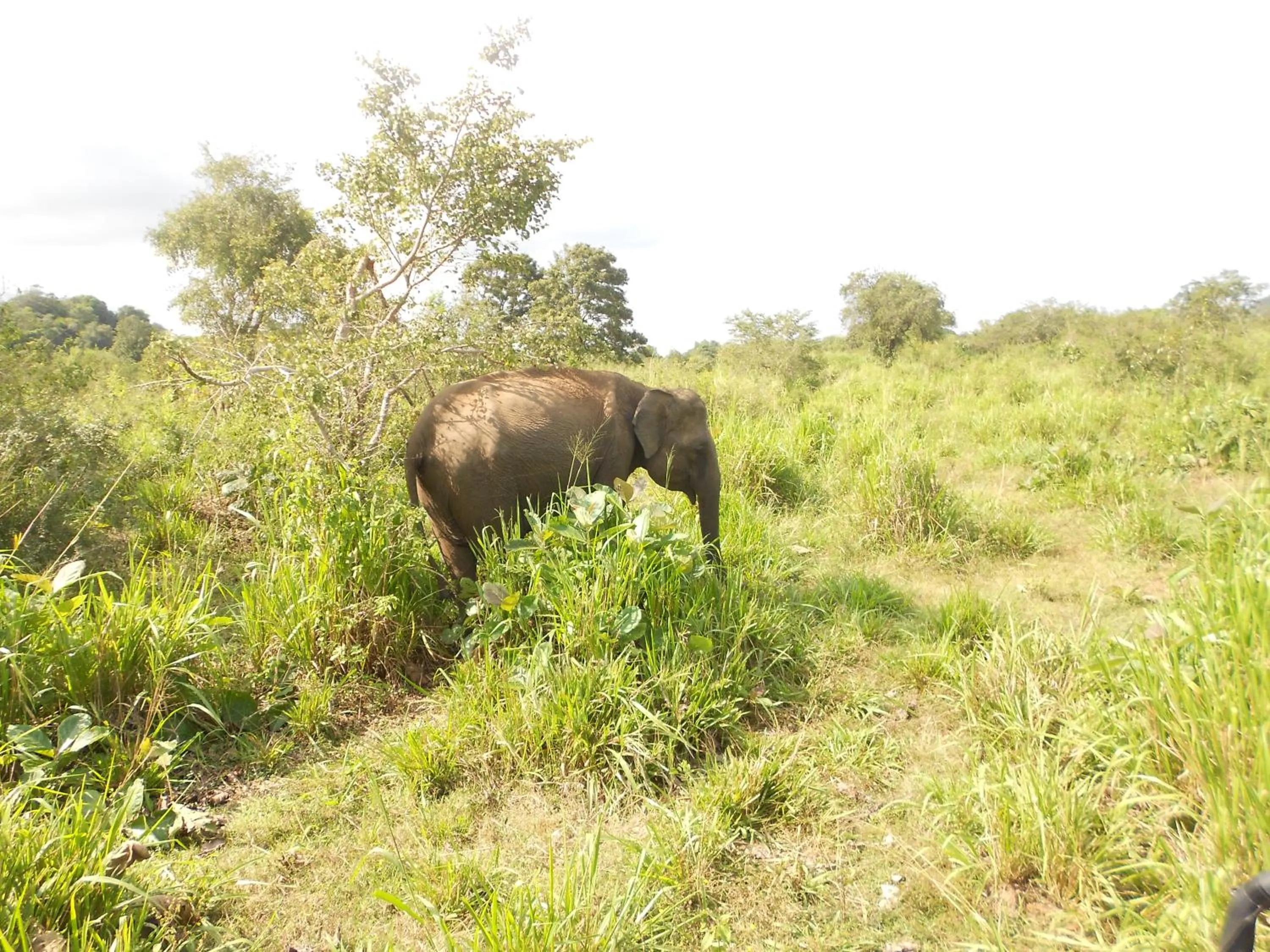 Natural landscape in Shanith Guesthouse Negombo , beach road
